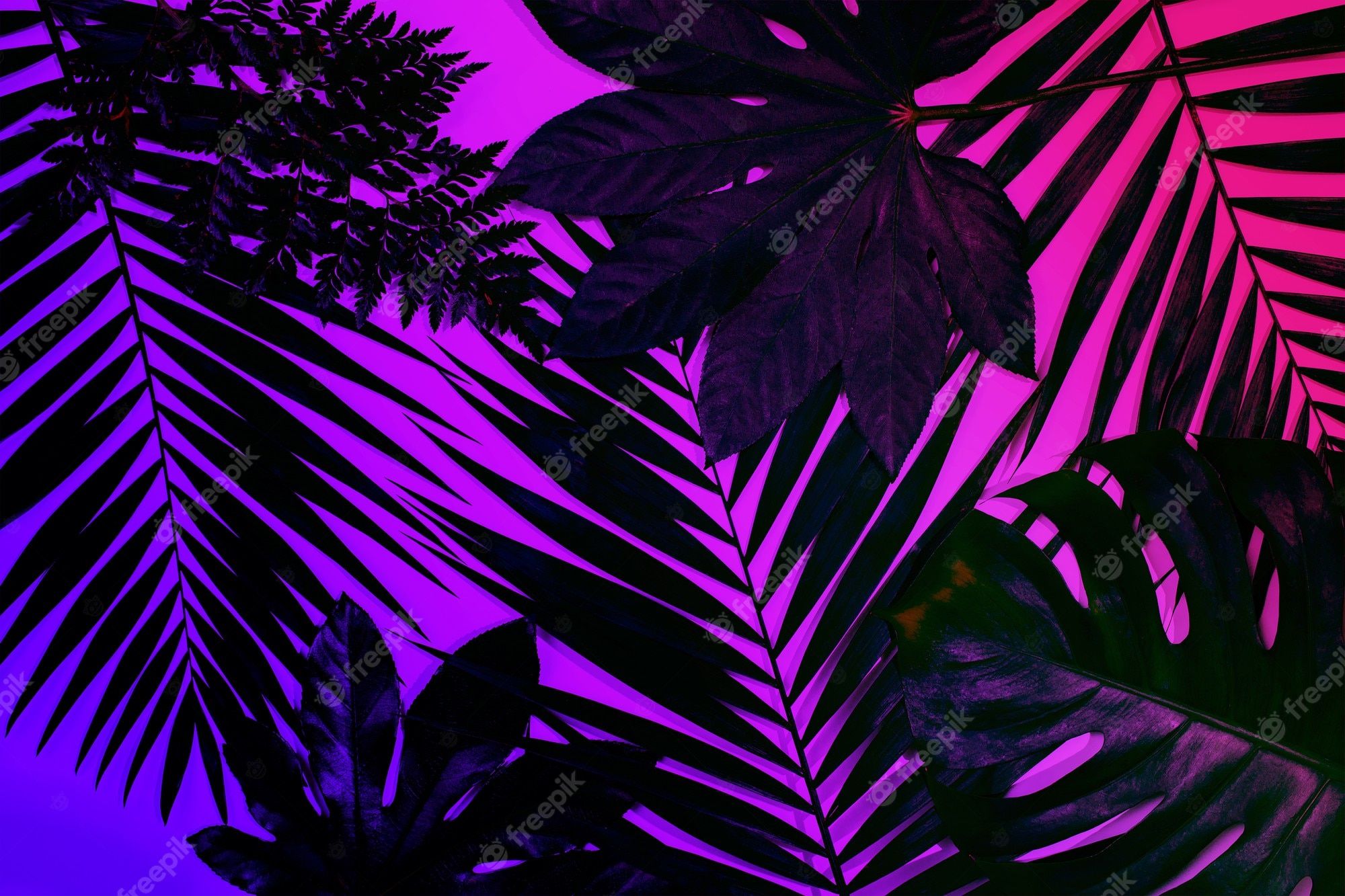 Premium Photo. Dark green tropical palm leaves isolated on purple pink gradient background. design for invitation cards, flyers. abstract design for posters, covers, wallpaper with copyspace for text