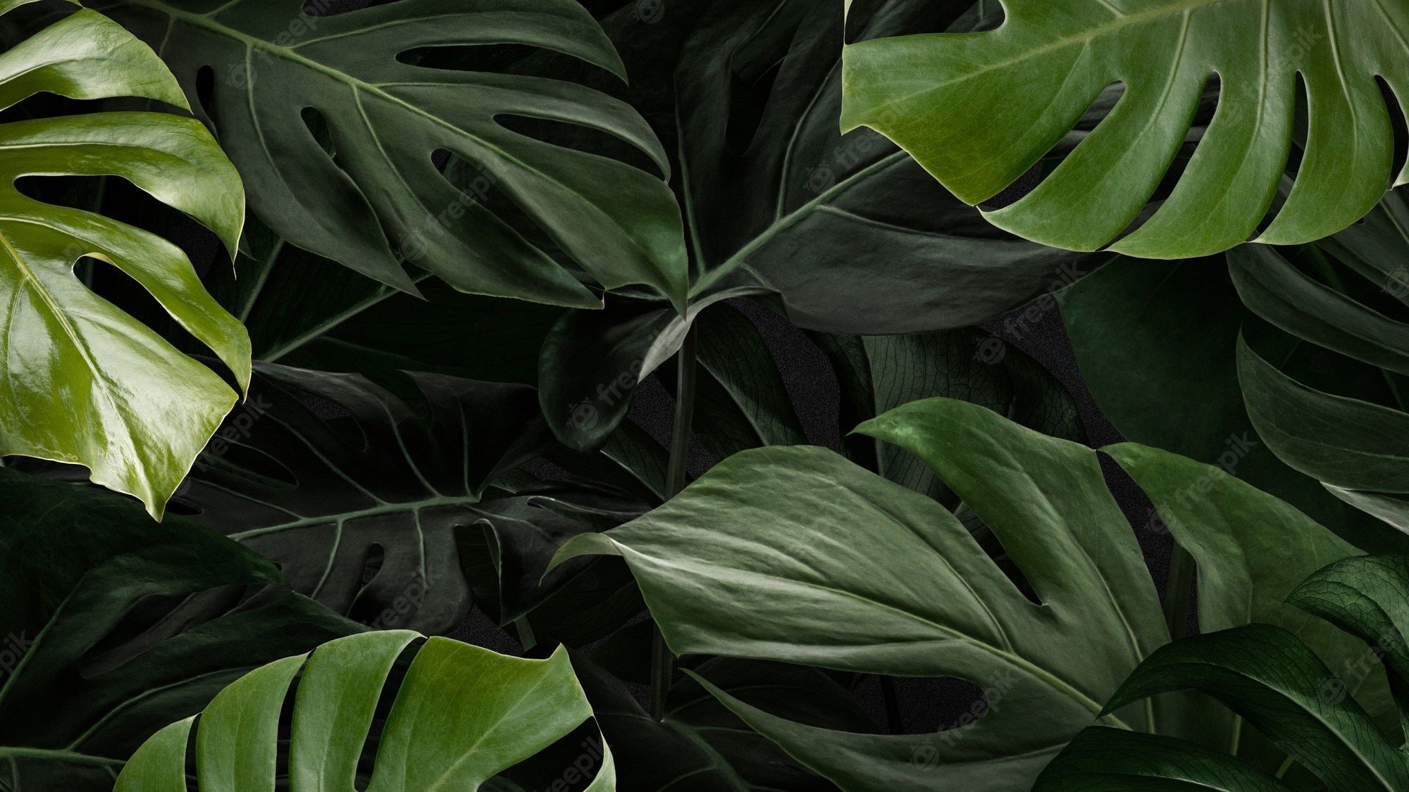A photo of a monstera leaf - Leaves