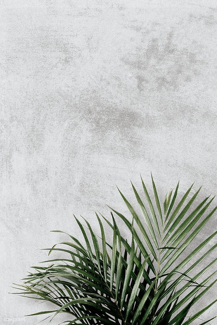A palm leaf in front of a concrete wall - Leaves, plants
