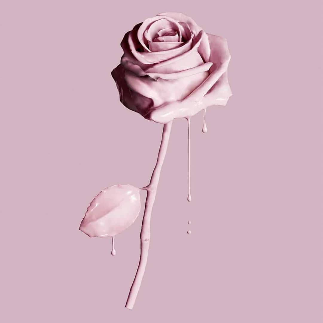 A pink rose with droplets of water on it - Rose gold