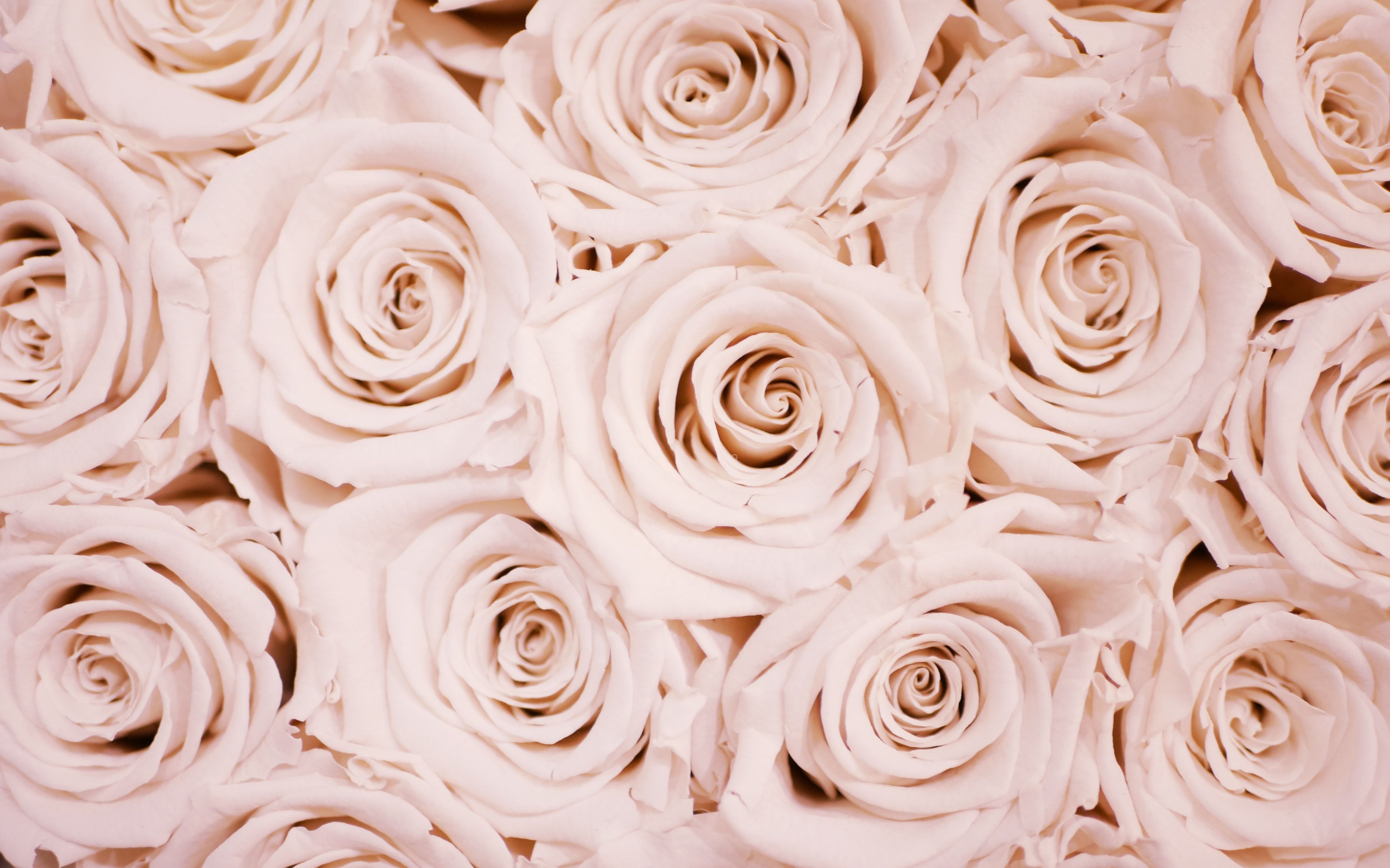 A close up of a bouquet of pale pink roses. - Rose gold