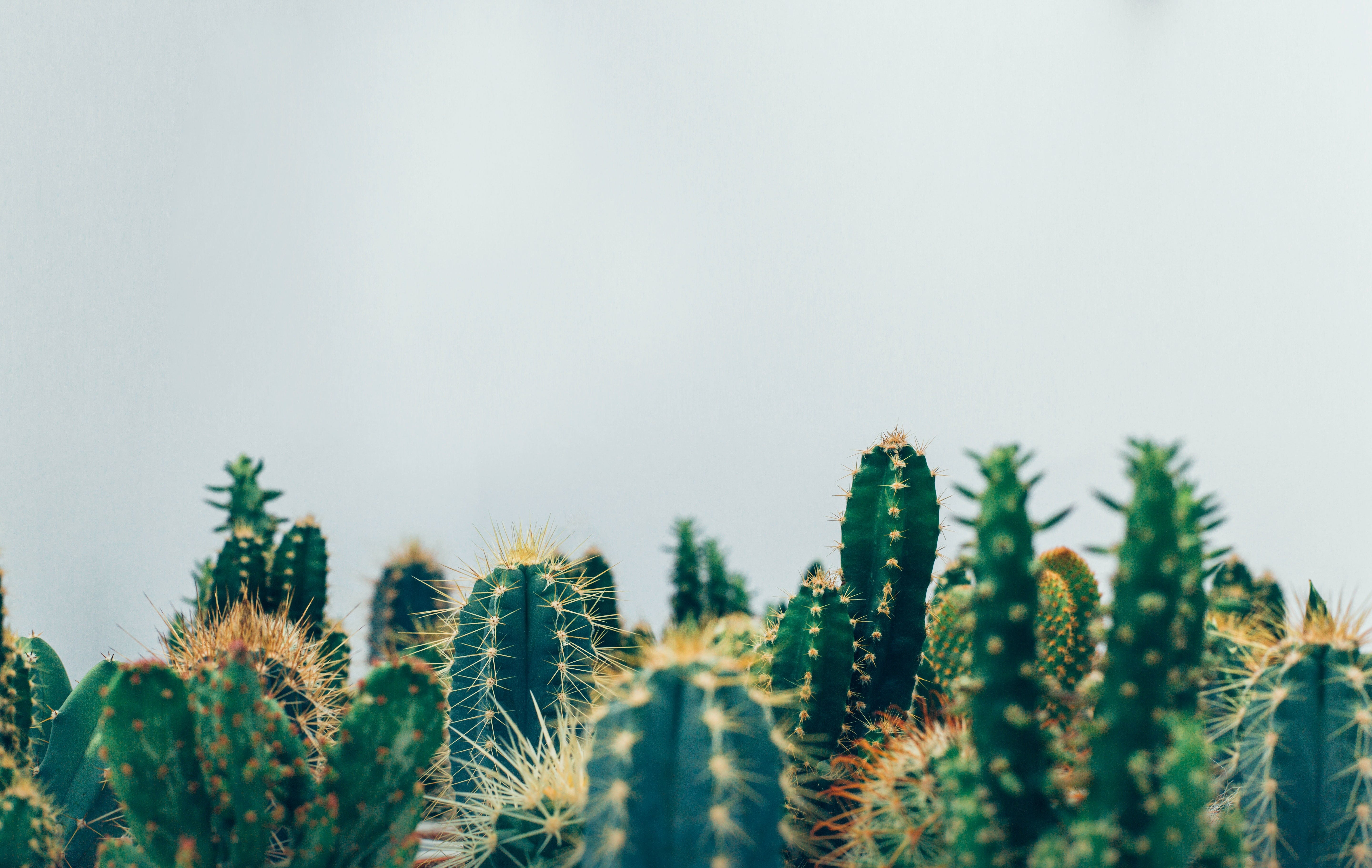 A collection of various cacti against a white wall - Mexico