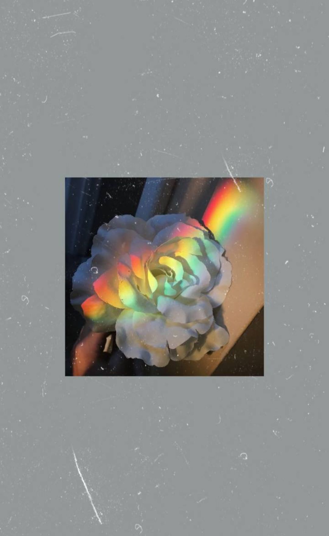 Aesthetic wallpaper with a rainbow rose - Rainbows