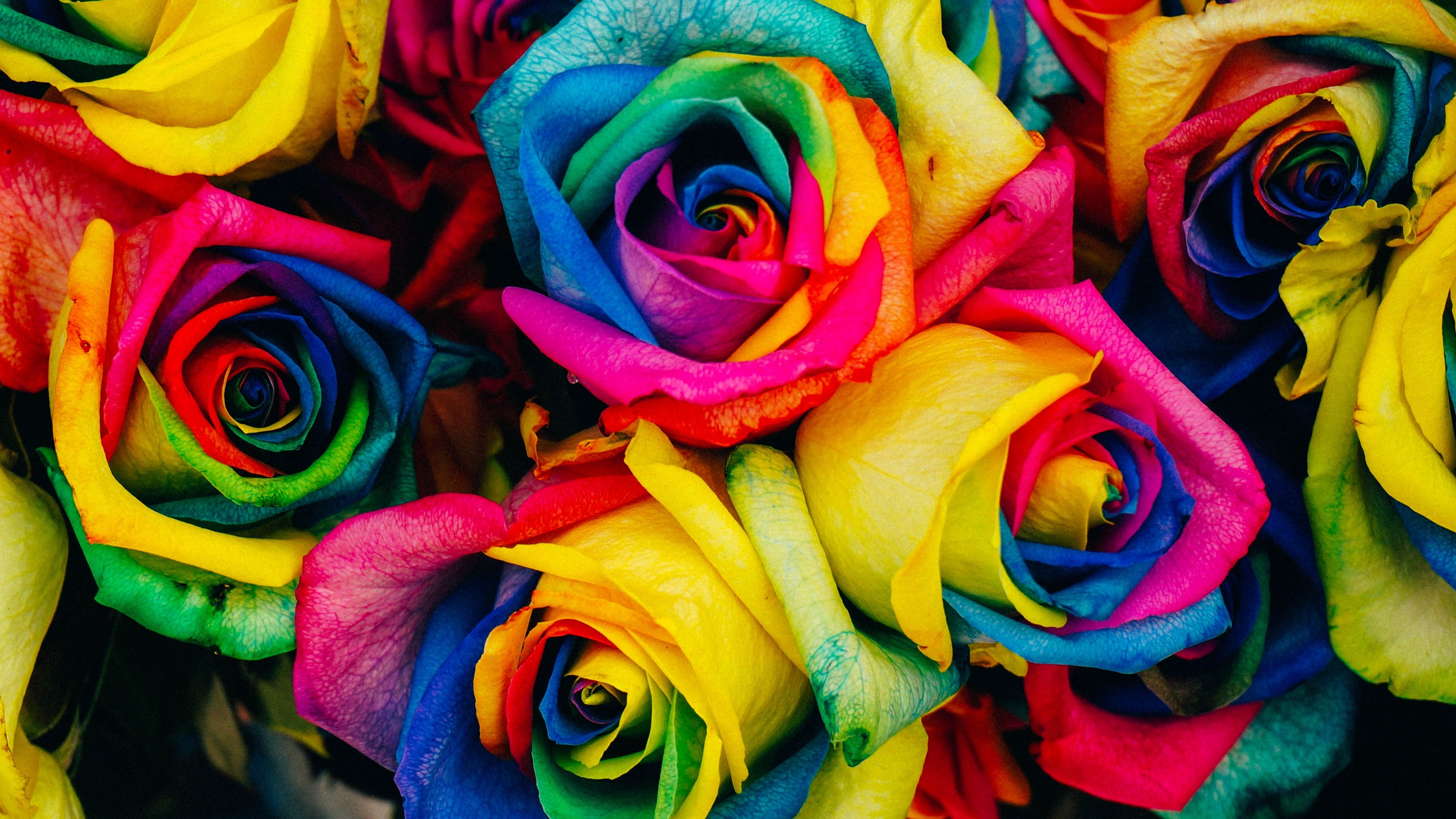 A bouquet of colorful roses - Roses, rainbows