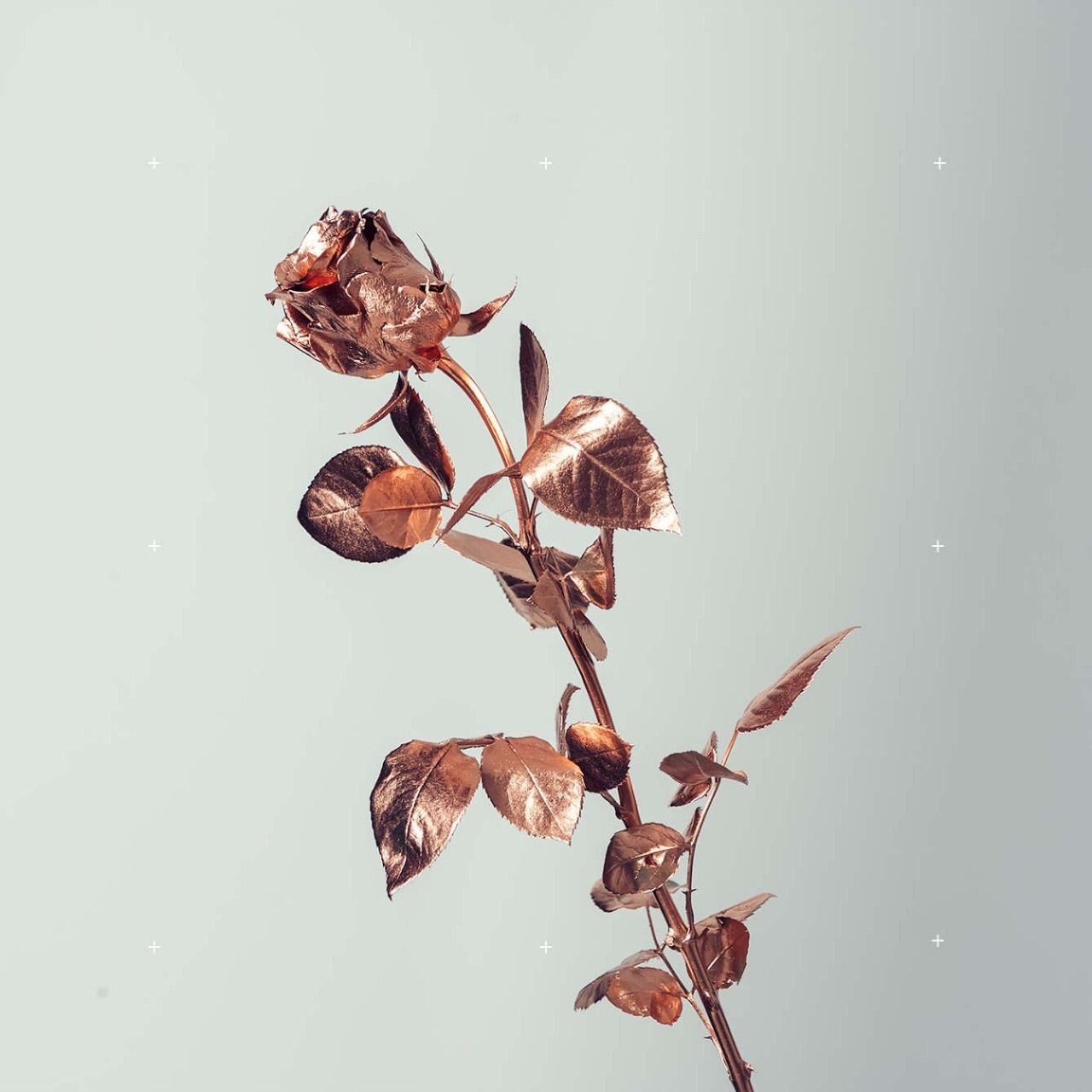 A withered rose with brown leaves - Rose gold, roses