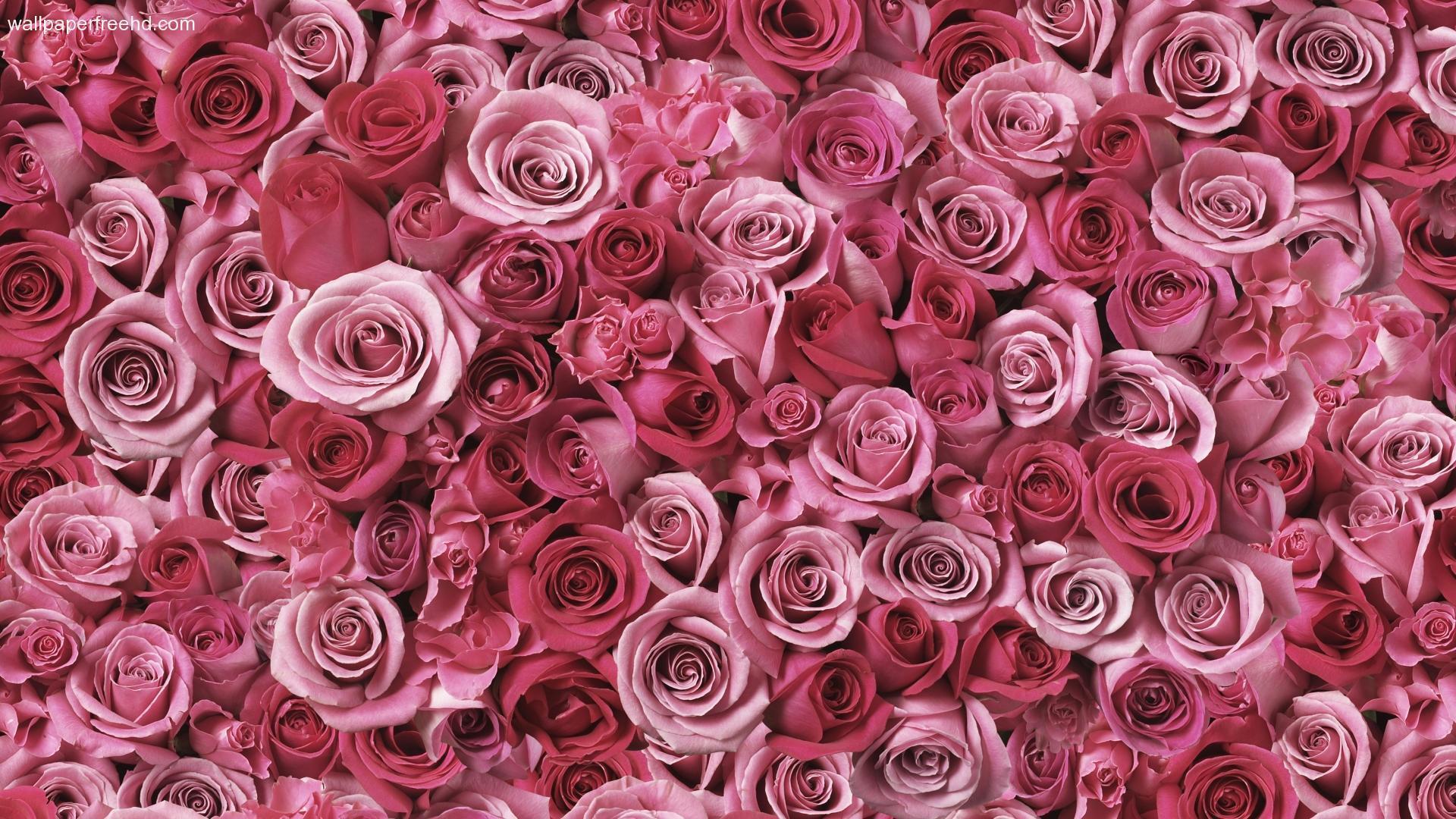 A close up of pink roses - Rose gold, roses