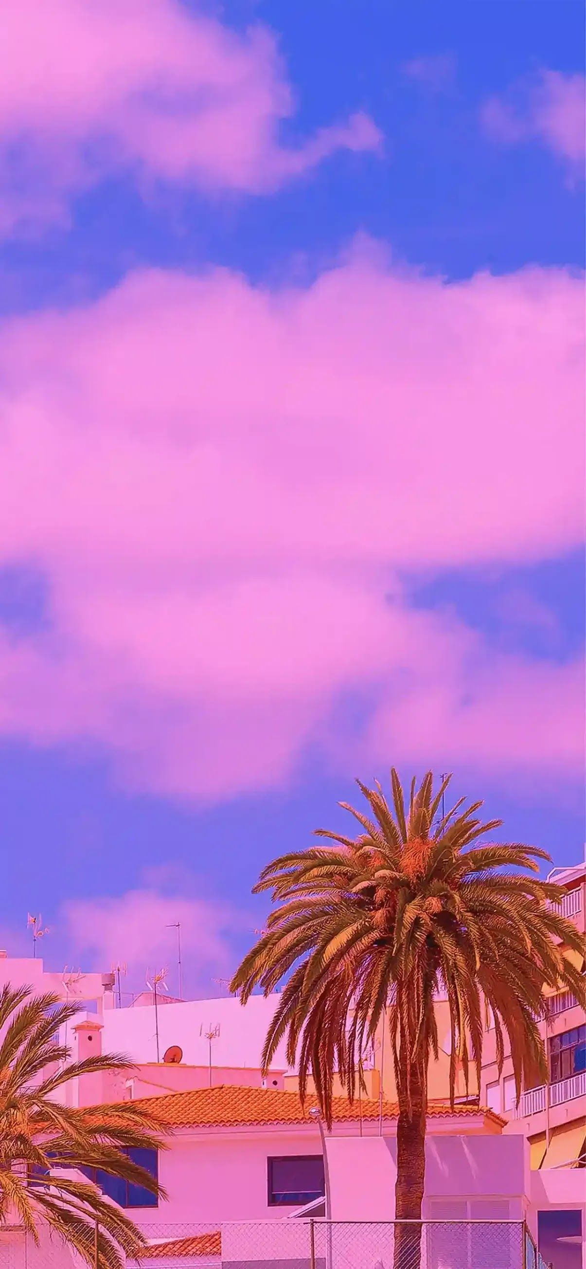 Aesthetic phone wallpaper of a palm tree in front of a pink and blue sky - Sunset, iPhone, beautiful, bling, cute iPhone, palm tree