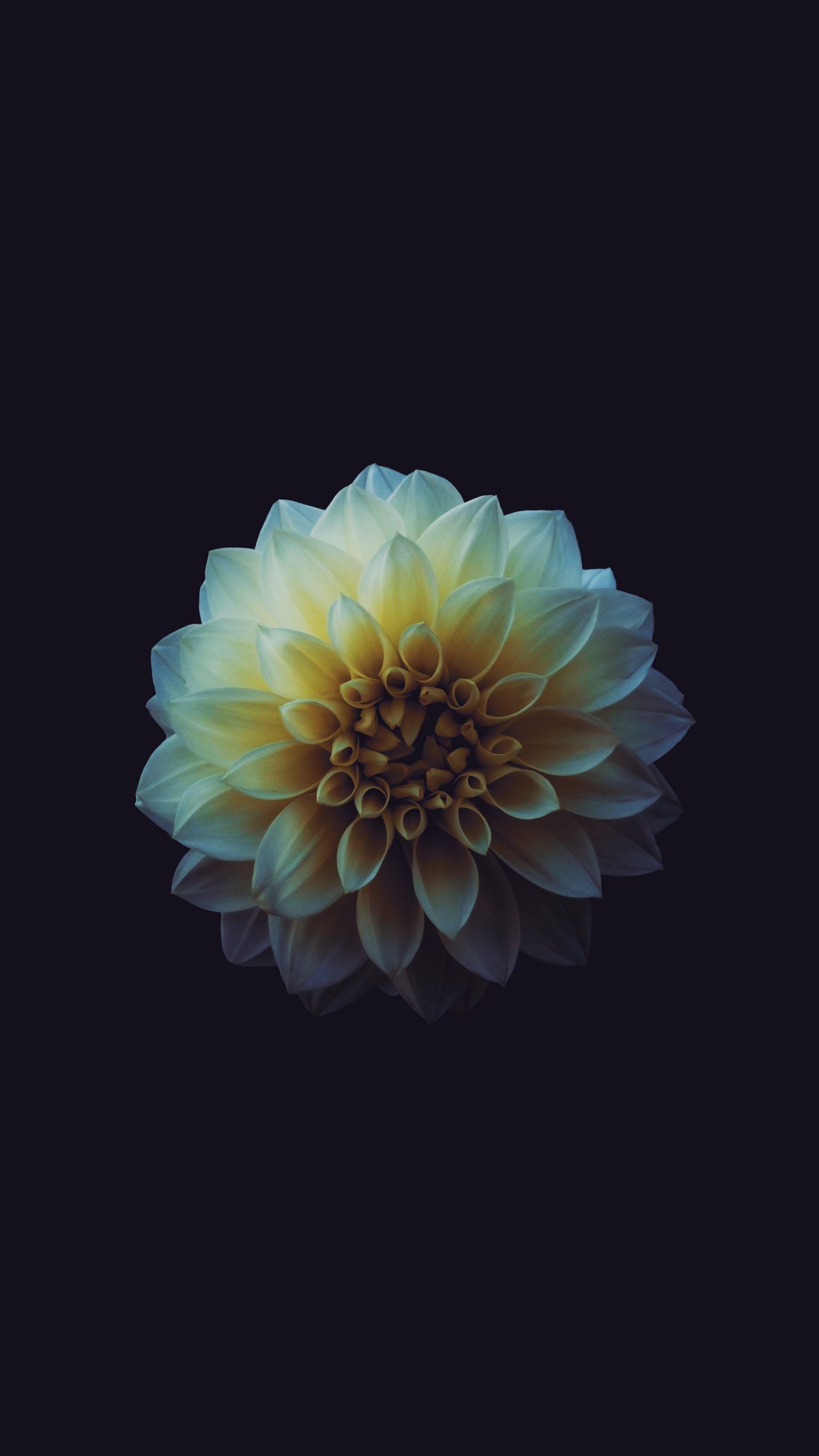 A close up of the flower on black background - IPhone, dark phone, black phone