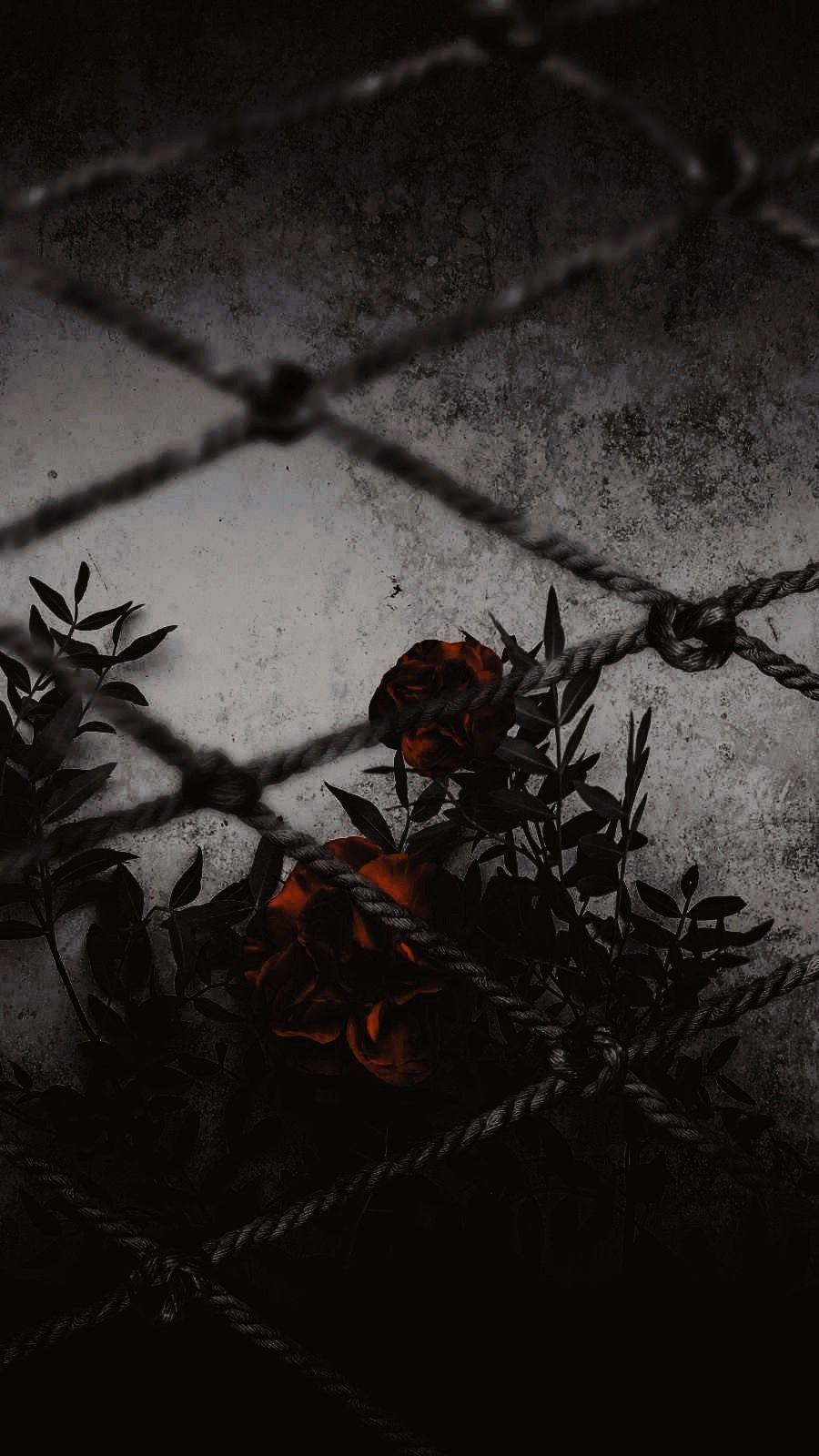 A rose is in the middle of some wire - Couple, dark, dark orange, cool, dark phone