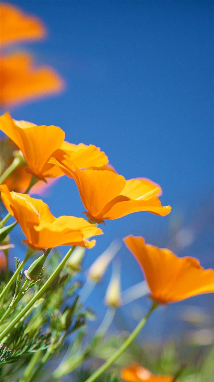 IPhone wallpaper of a bunch of orange poppies - Bright