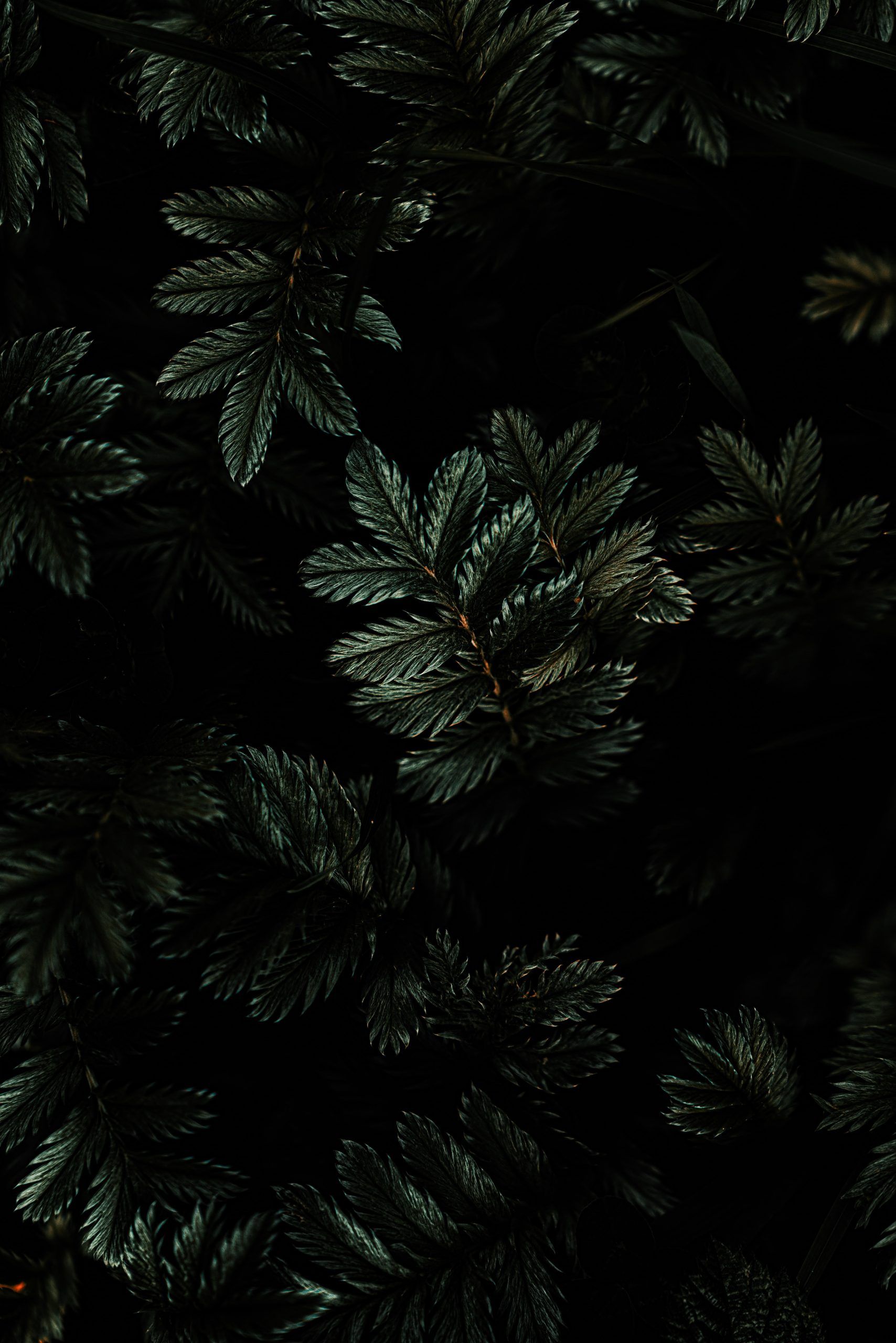 A close up of green leaves on a black background - Dark