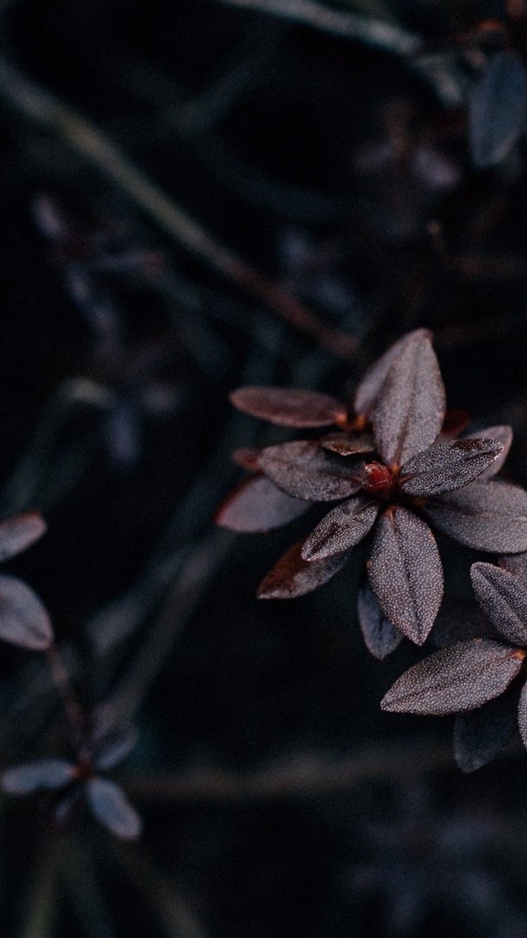 Aesthetic Dark Plant iPhone Wallpaper with high-resolution 1080x1920 pixel. You can use this wallpaper for your iPhone 5, 6, 7, 8, X, XS, XR backgrounds, Mobile Screensaver, or iPad Lock Screen - Dark, plants