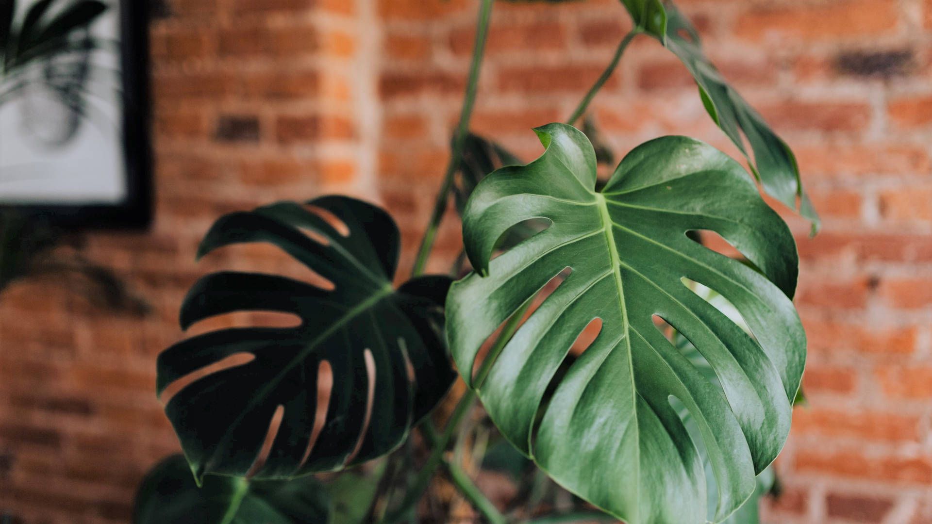 A monstera plant in front of a brick wall - Monstera
