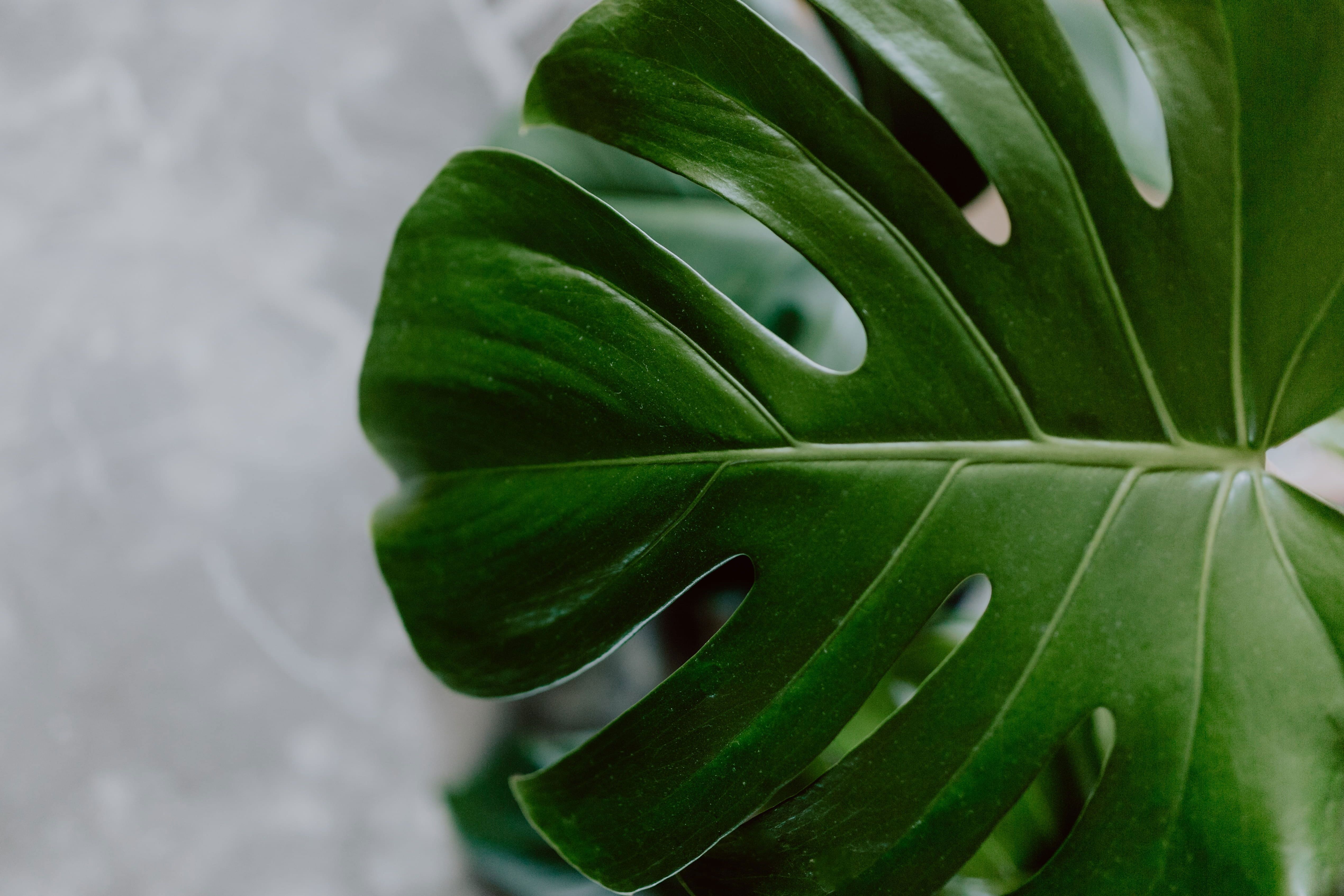 A close up of a green leaf on a plant - Monstera