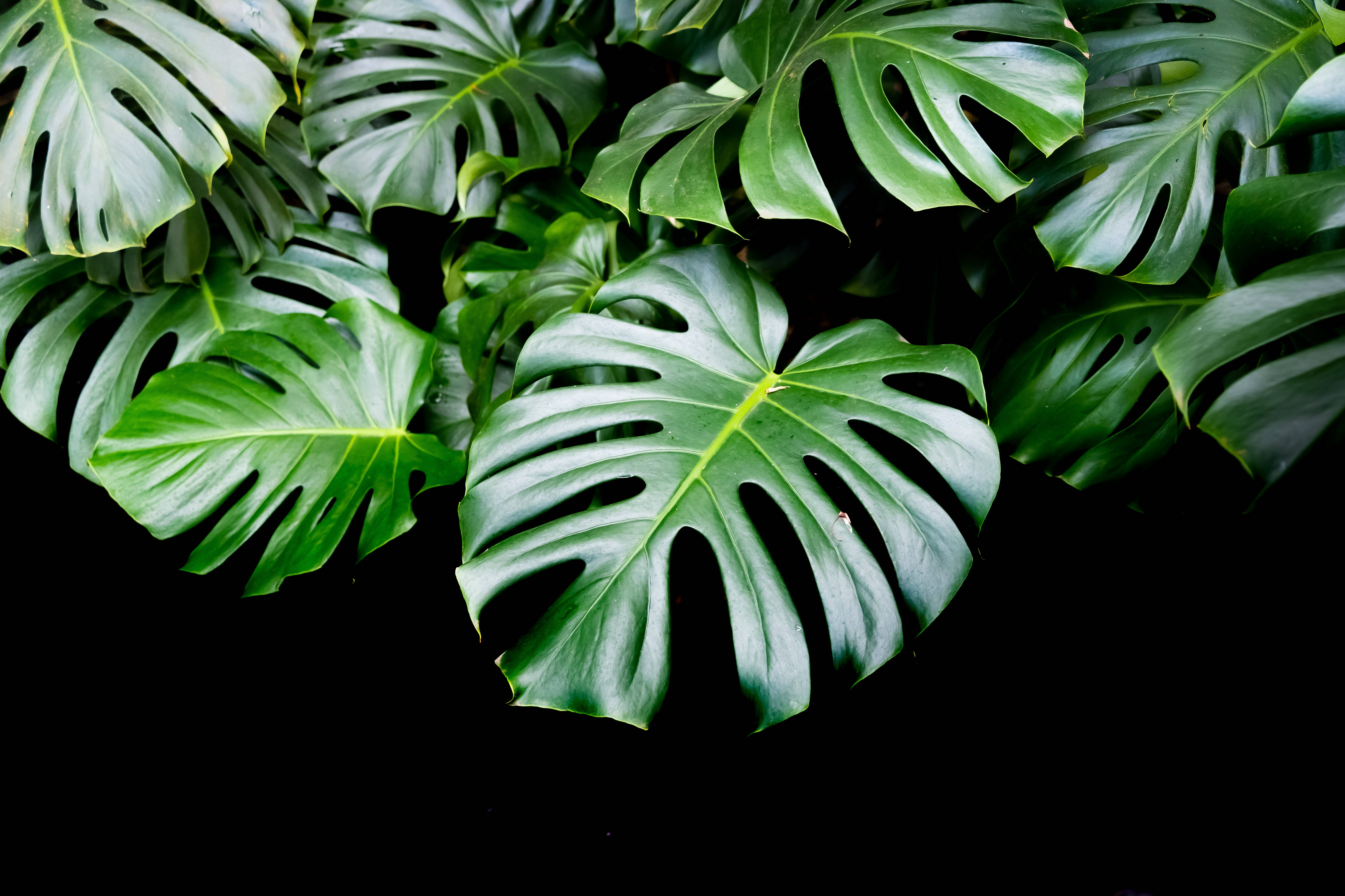 A large green leafy plant is on display - Monstera