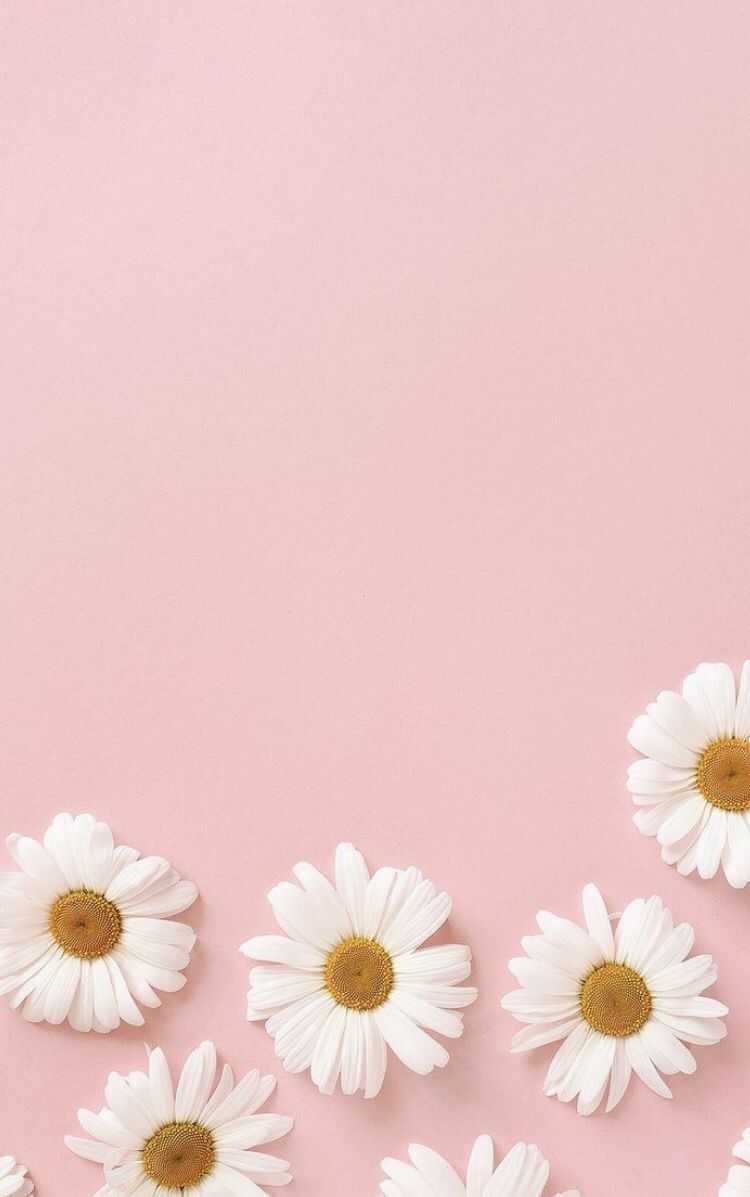 A collection of white daisies on pink background - Pastel, pastel pink