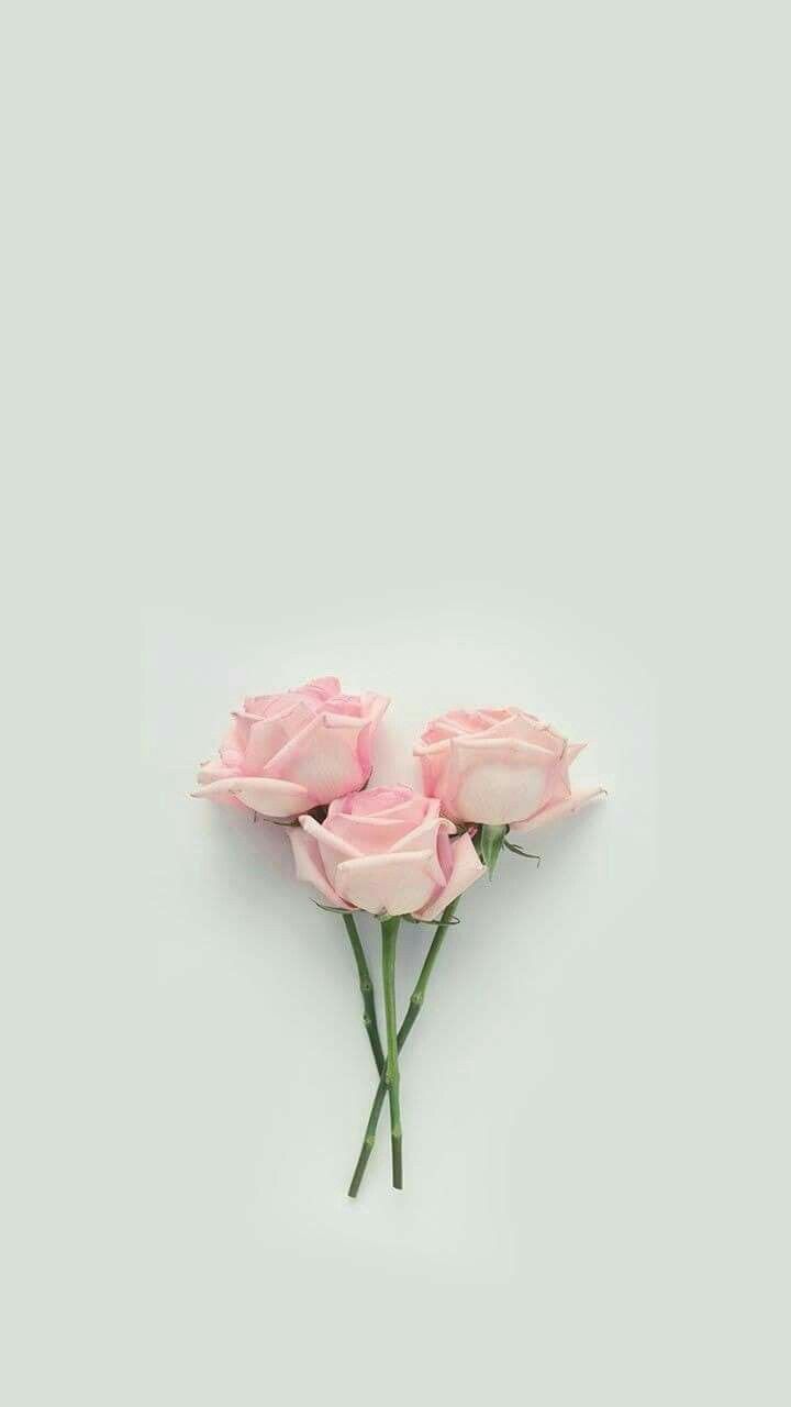 IPhone wallpaper of a small bouquet of pink roses on a white background - Pastel, roses