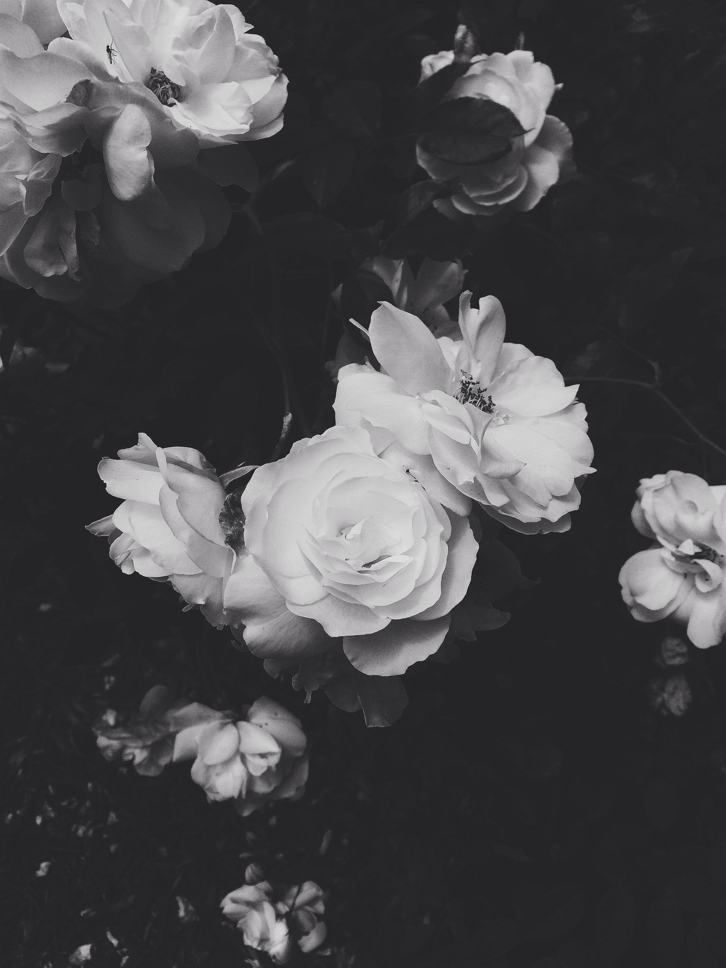 A black and white photo of a rose bush. - Gray, white, black, black and white, photography