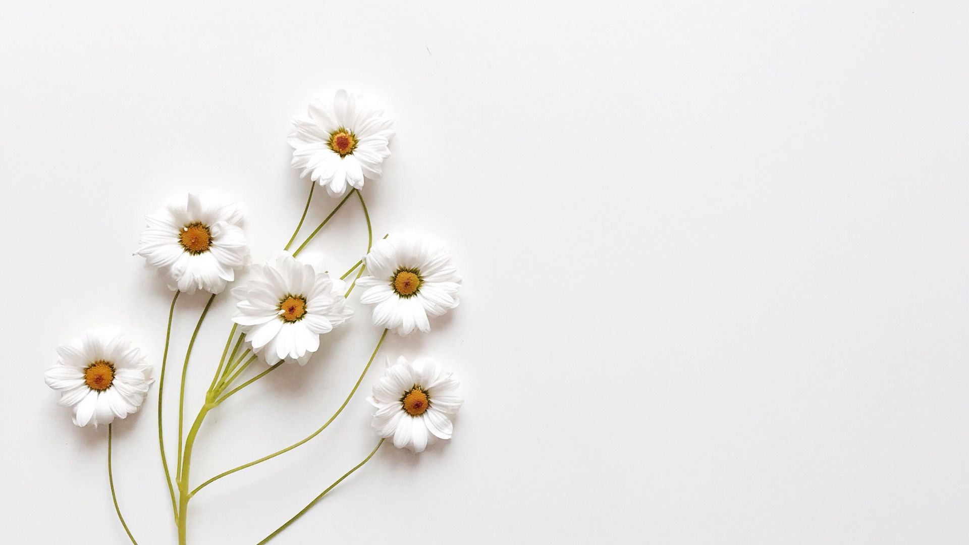 A white background with white flowers on the left side of the image. - Daisy, white