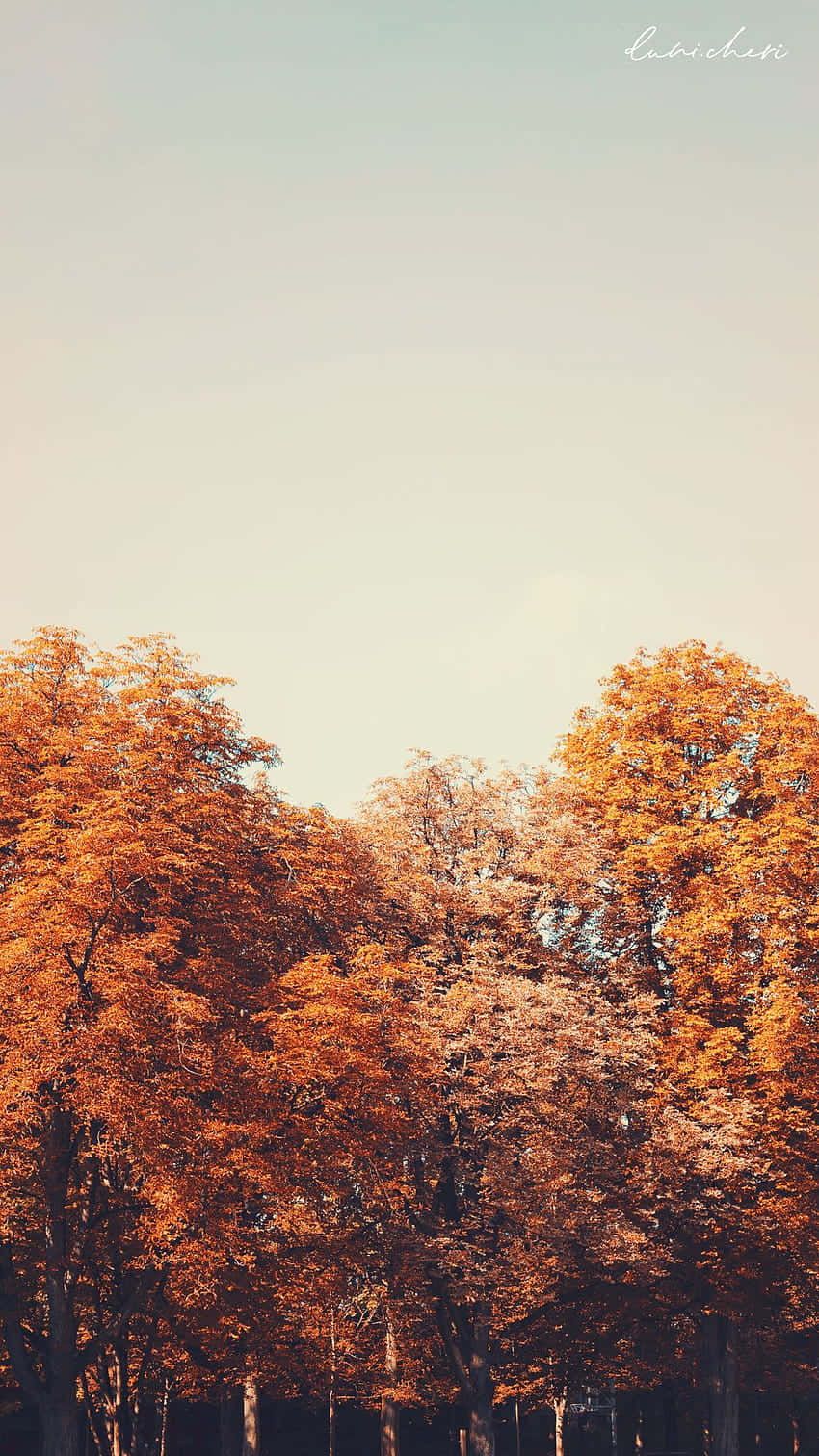 A wallpaper of trees with orange leaves in the fall - Vintage fall
