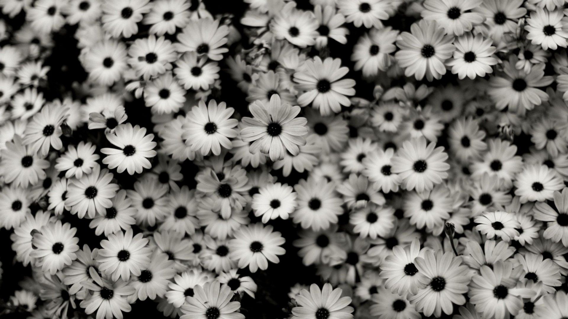 Black and white flowers wallpaper for your computer desktop - Black and white, white, photography