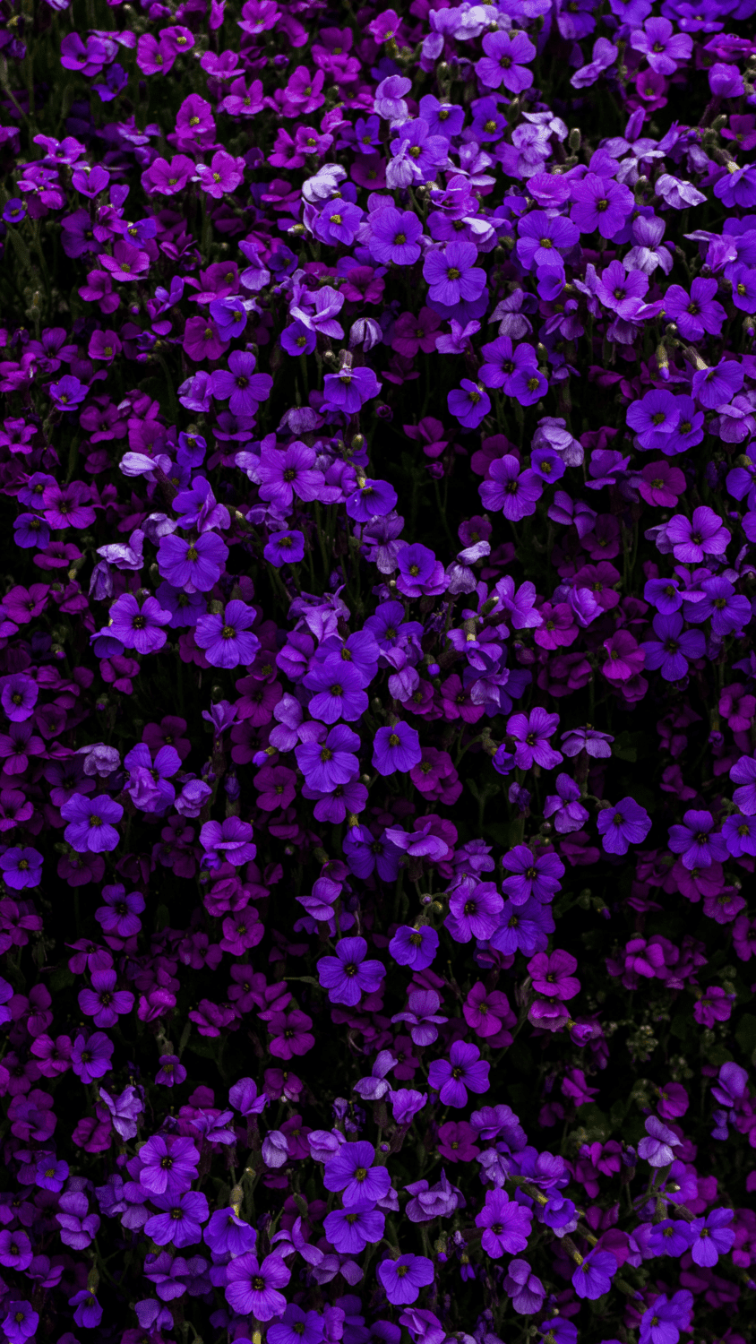 A field of purple flowers. - Neon purple, dark purple