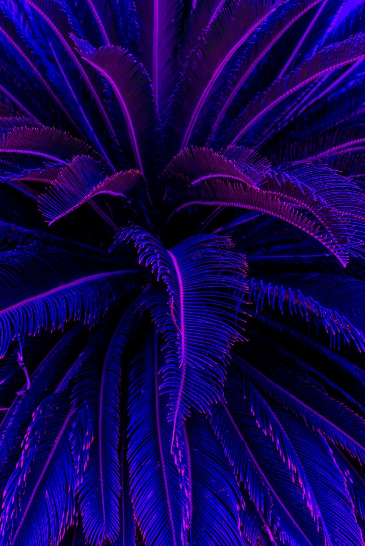 A close up of a plant with purple and blue lighting. - Dark purple