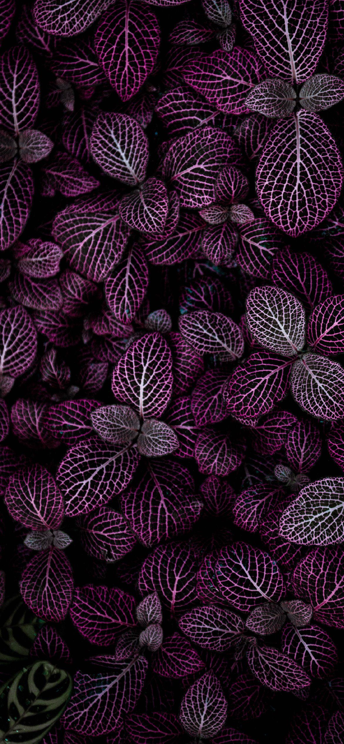A close up of some purple leaves - Dark purple