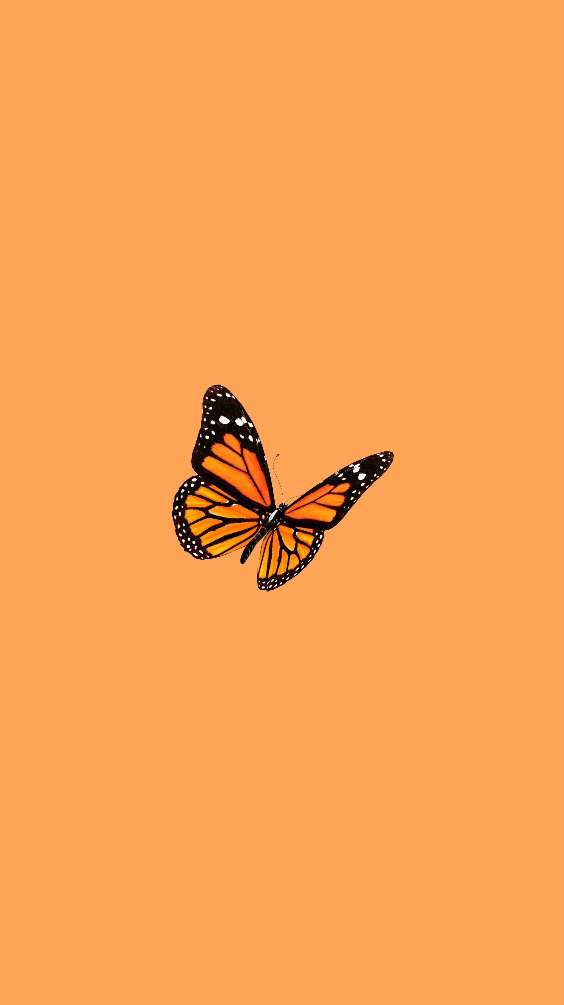 A butterfly on an orange background - Orange, butterfly, pastel orange