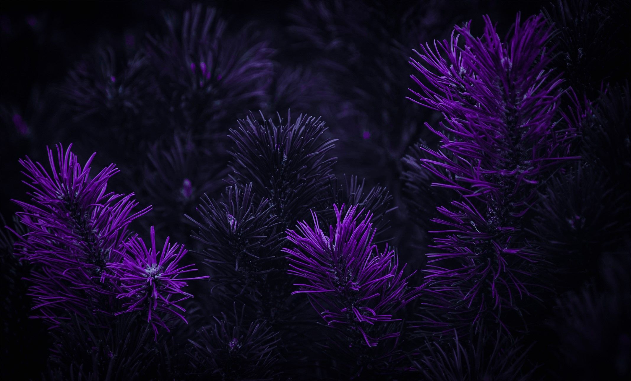 A close up of purple pine needles on a black background - Dark purple