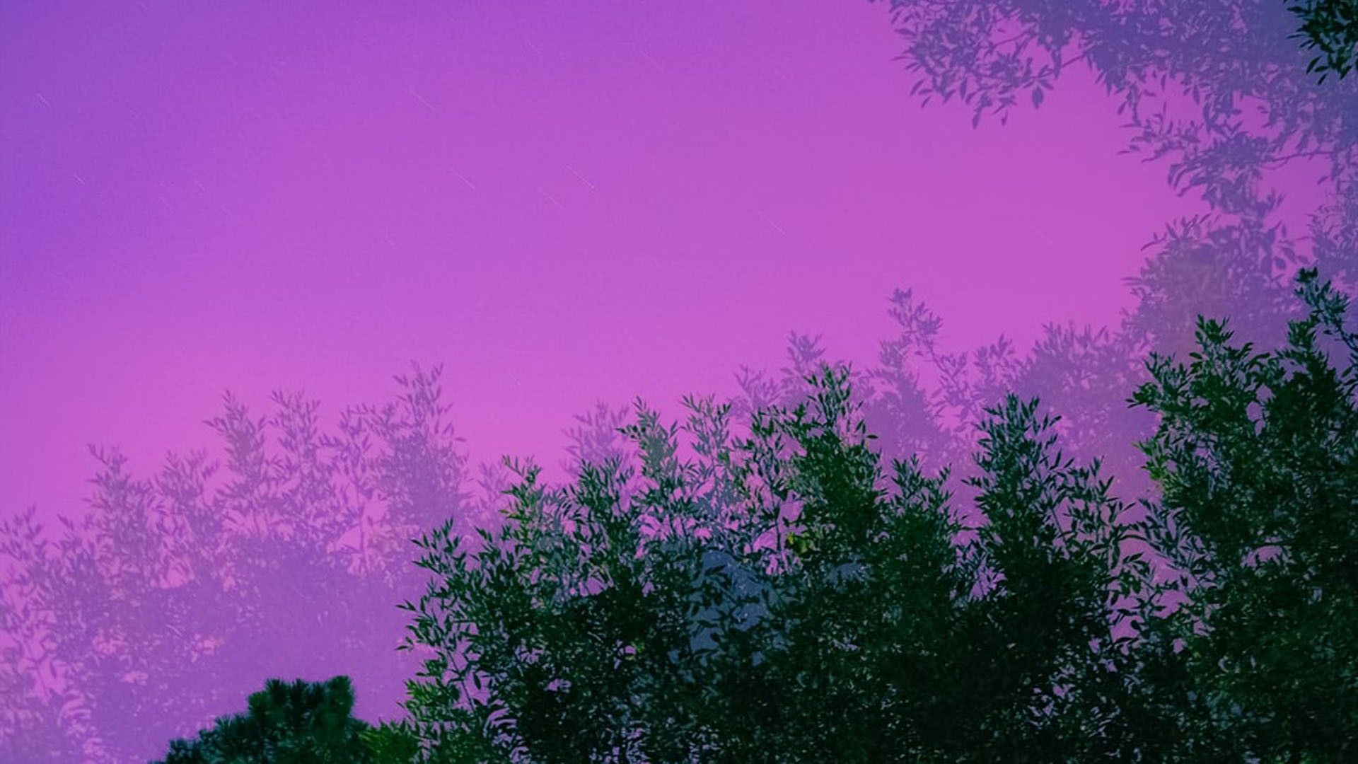 A purple sky with trees in the foreground - 1920x1080, pastel purple, light purple, purple