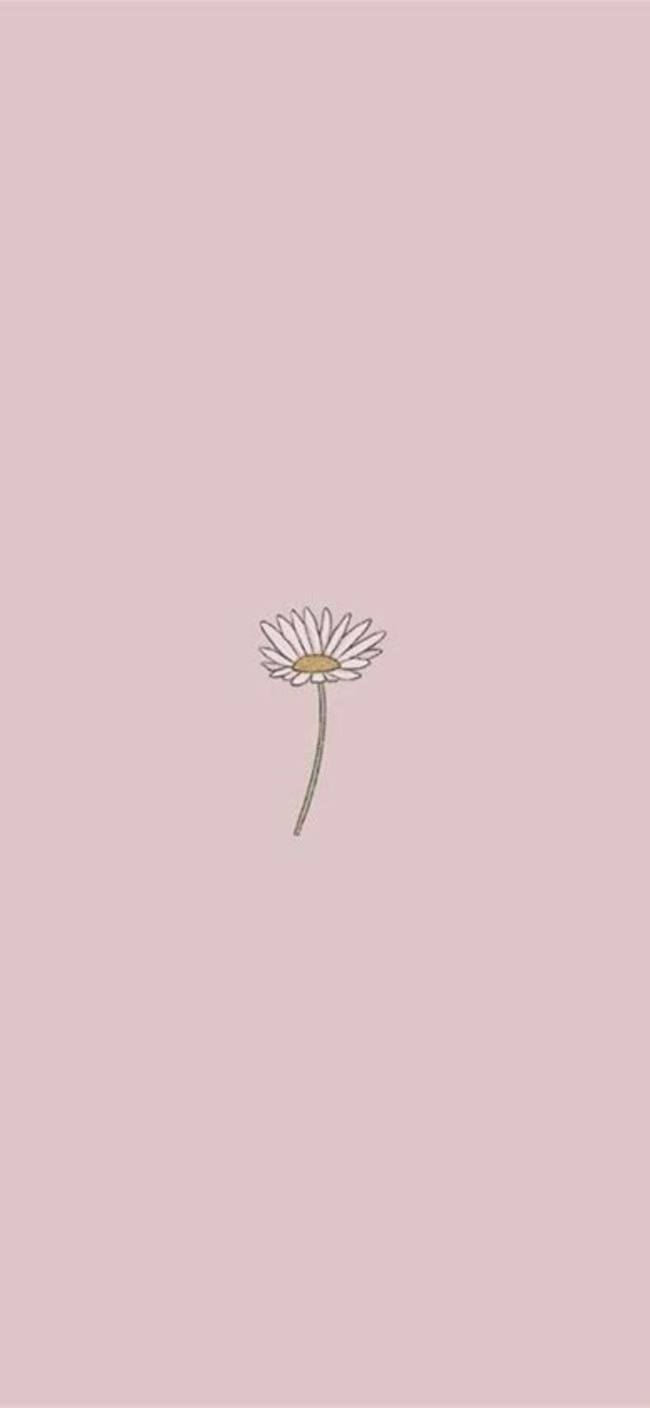 A small daisy on a pink background - Simple, rose gold, HD, TikTok
