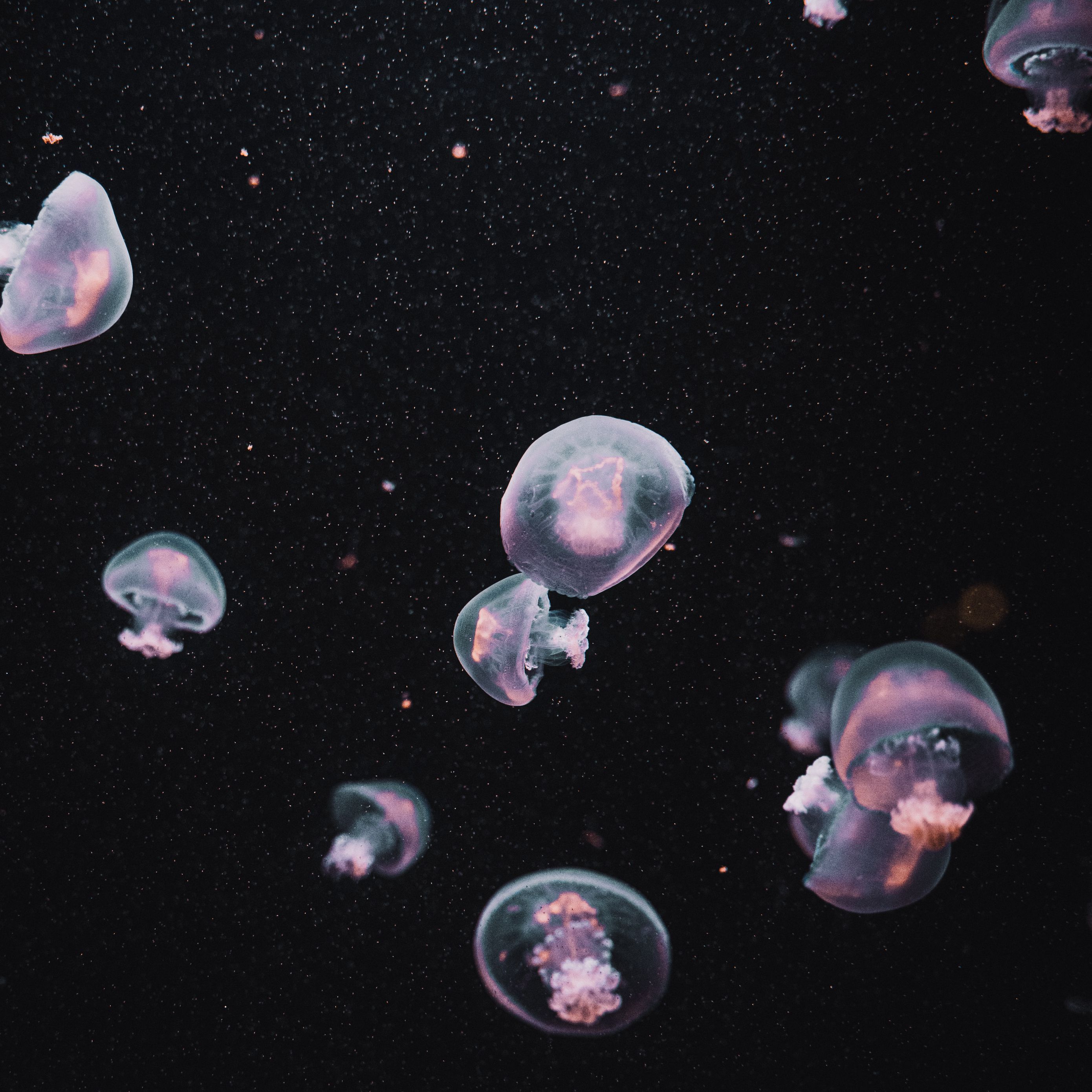 A group of jellyfish swimming in the ocean - Dark, iPad, underwater, jellyfish