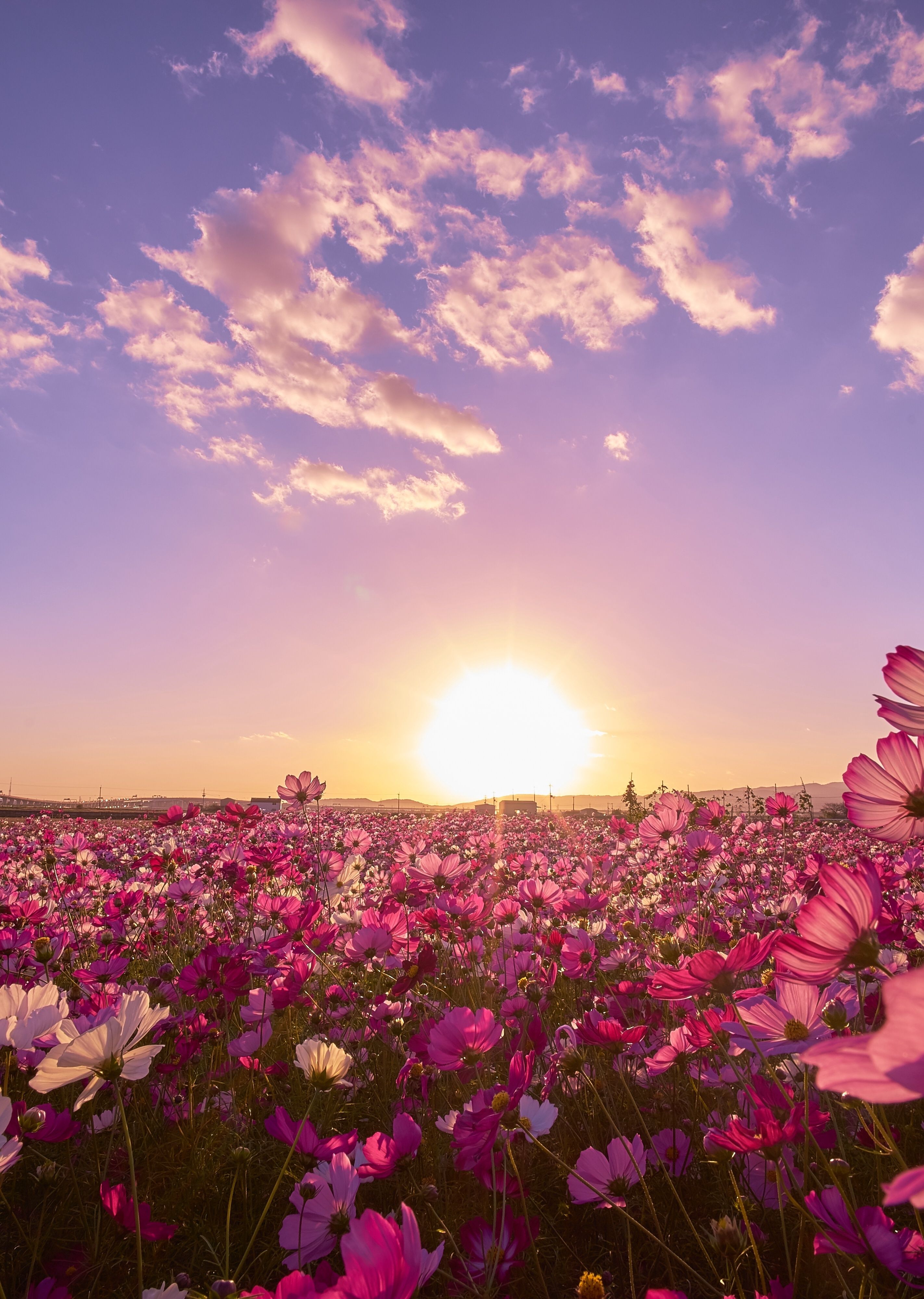 A field of flowers with the sun setting in background - Sunrise