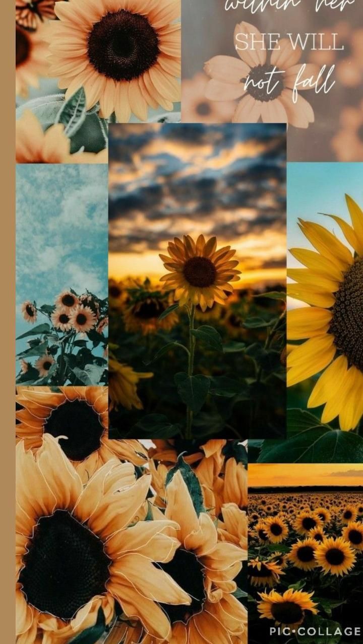 Idea Pins by you. Sunflower wallpaper, Cute flower wallpaper, Pretty wallpaper background