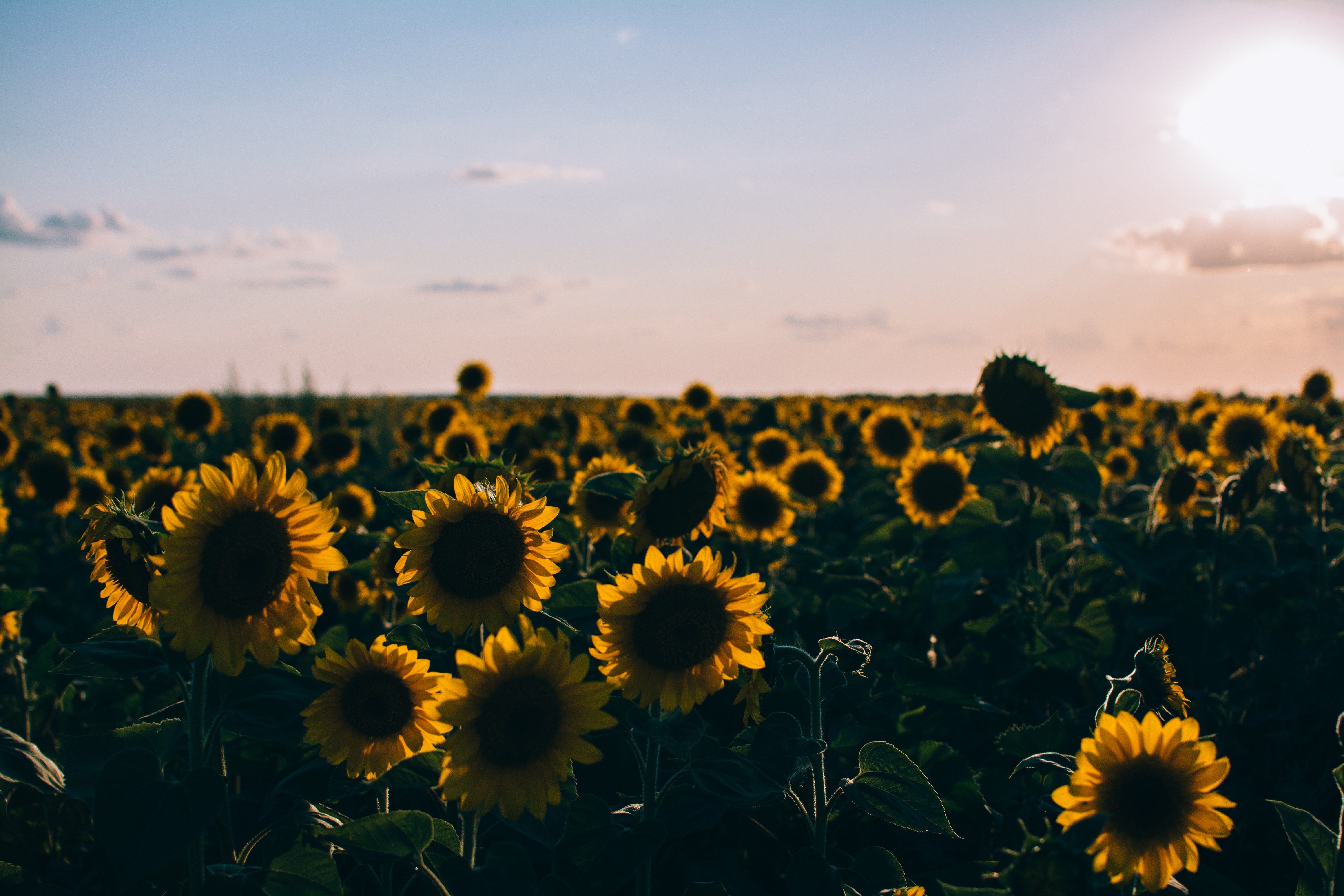 Sunflowers in a field during a beautiful sunset - Sunflower