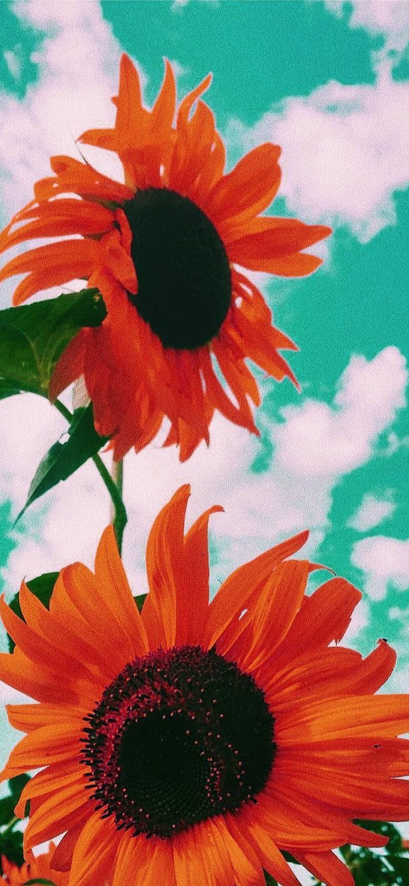 Aesthetic background image of two orange sunflowers against a blue sky - Sunflower