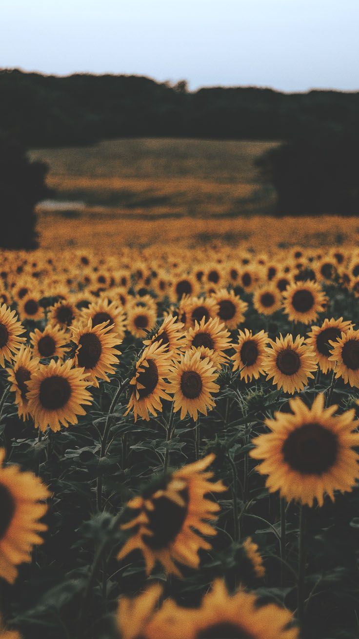 A field of sunflowers in the middle of the day. - Sunflower