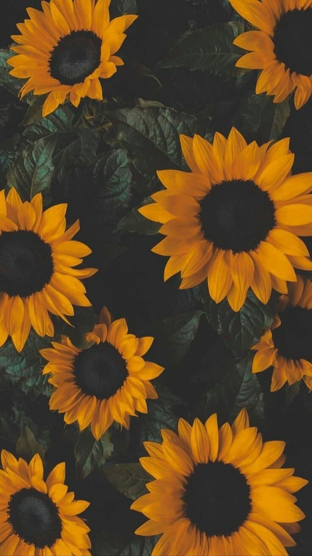 Sunflowers in a dark room - Sunflower