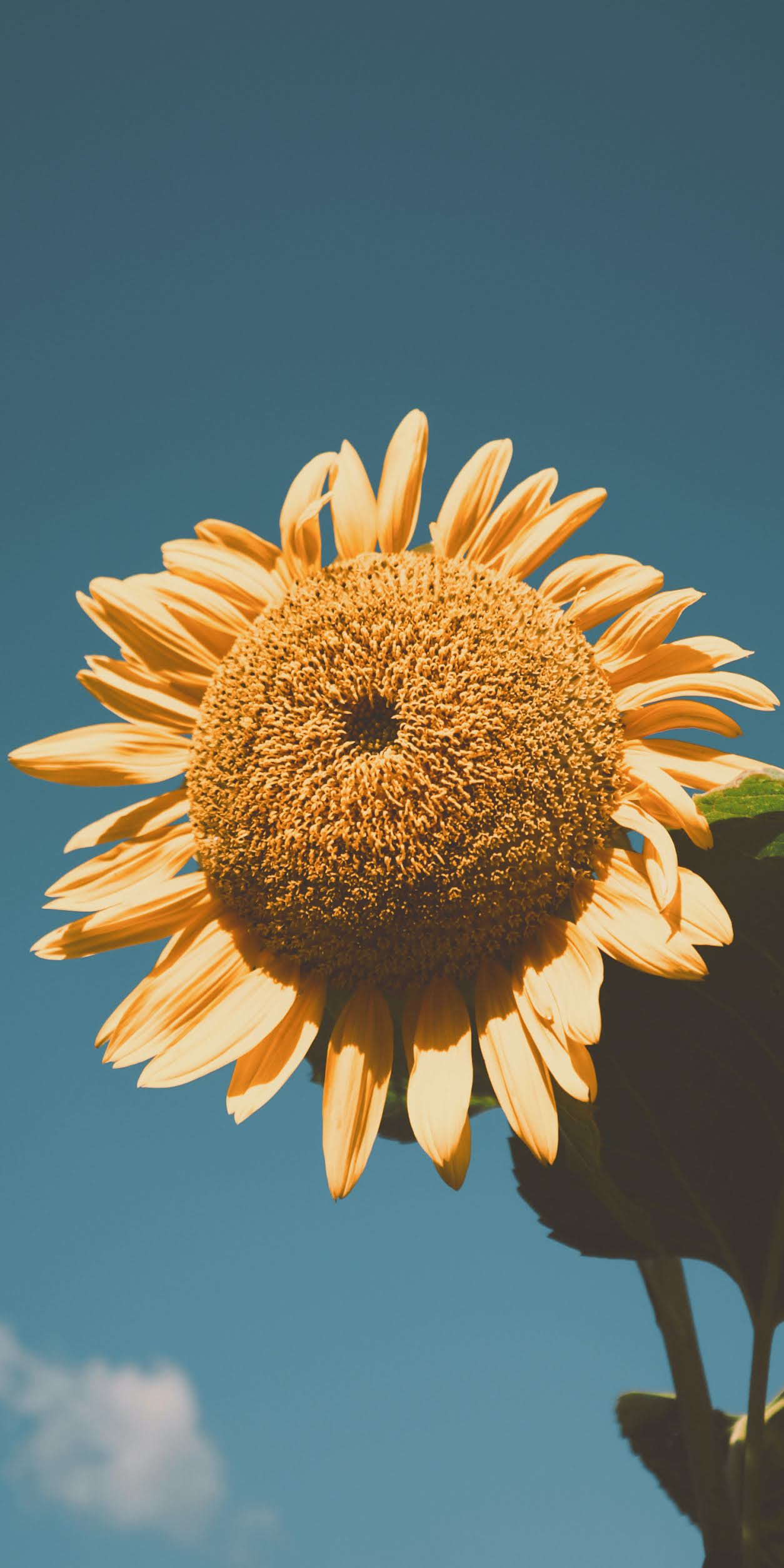 A sunflower is growing in the field - Sunflower