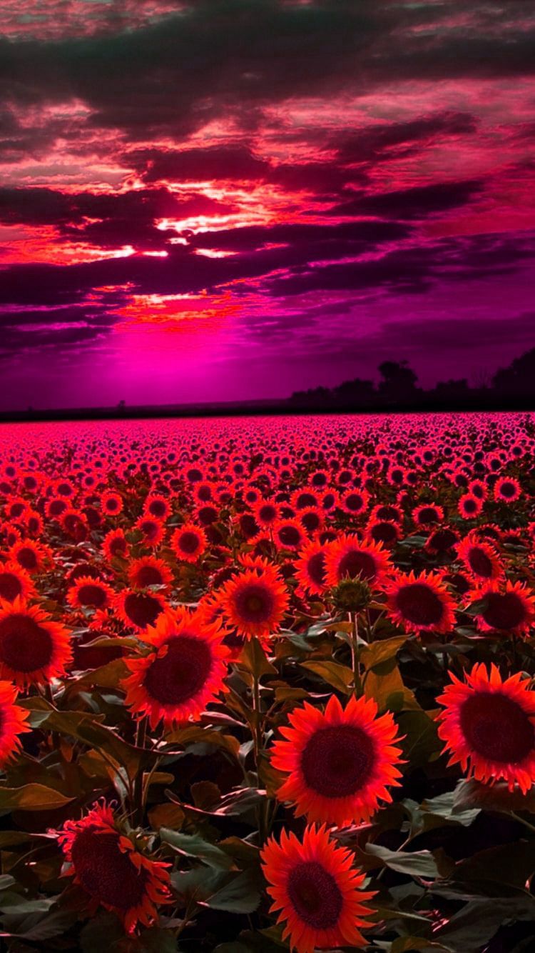 A sunflower field with pink clouds in the background - Sunflower