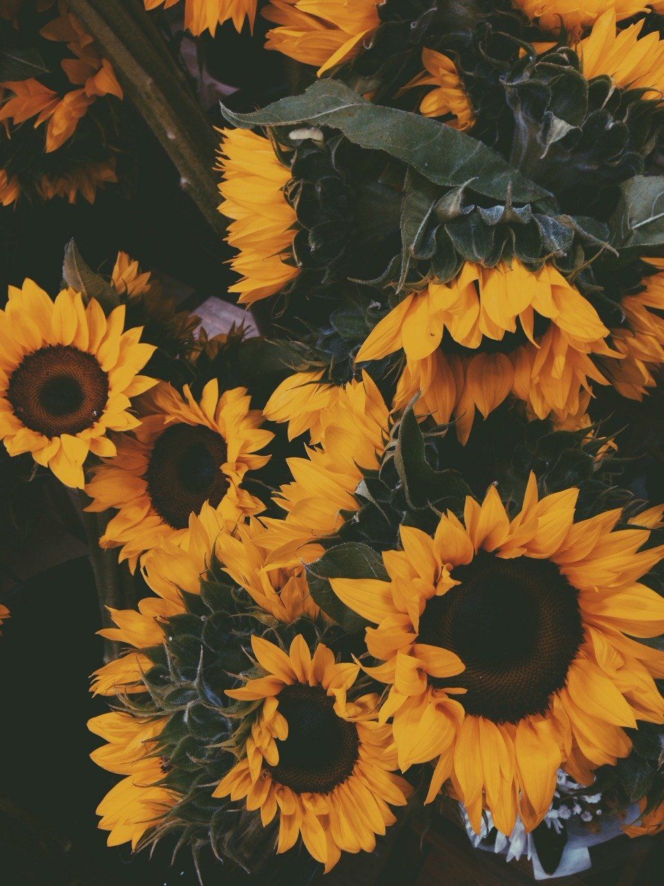 Sunflowers are a symbol of hope and positivity - Sunflower