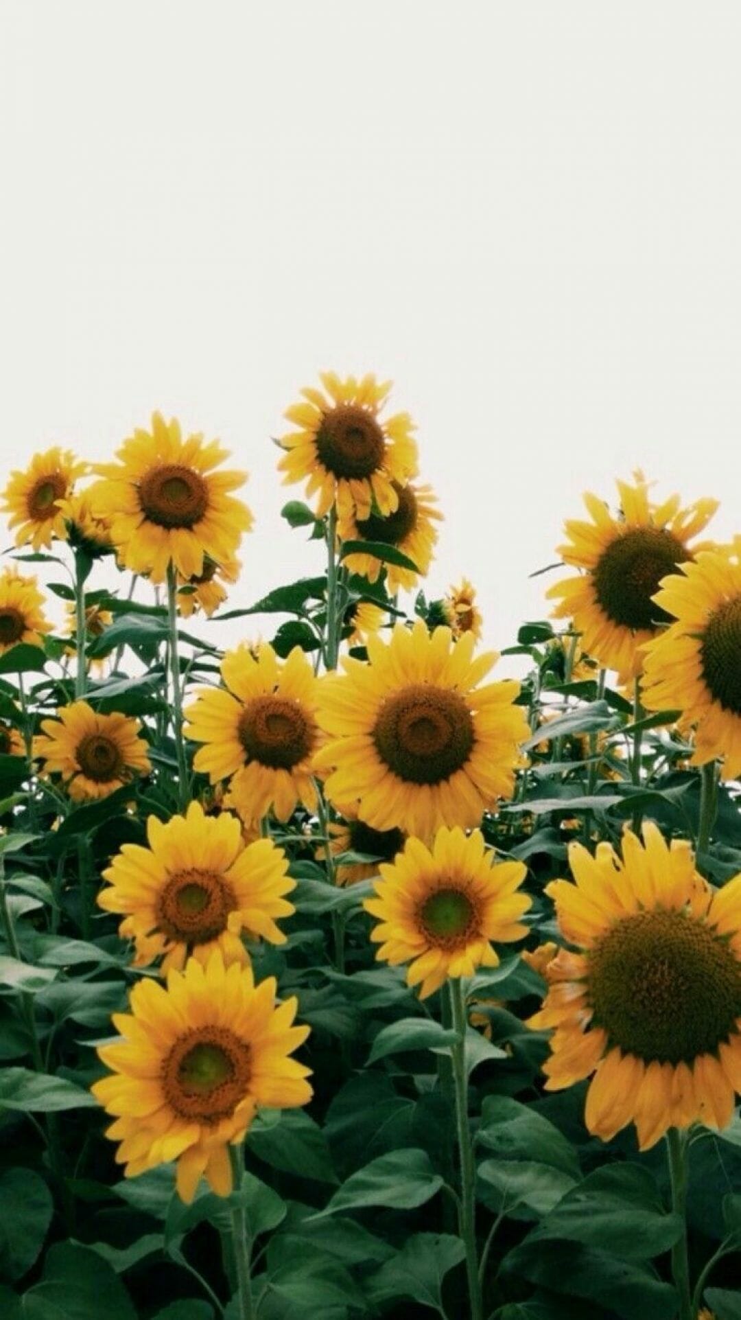 A field of sunflowers with the sky in background - Sunflower