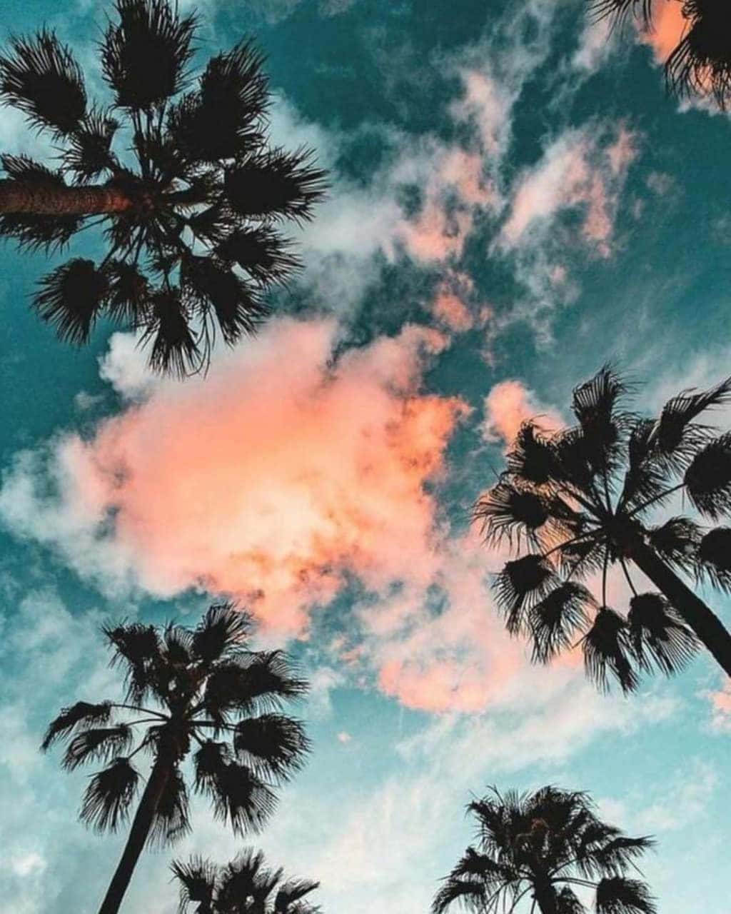 Download Aesthetic Palm Tree Wallpaper