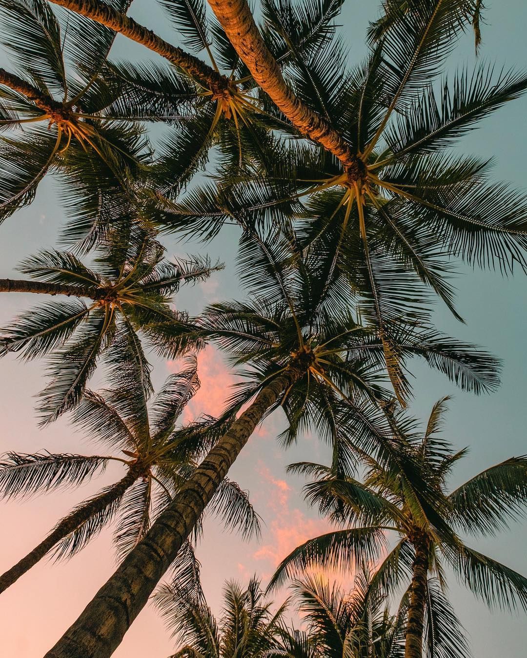 aesthetic #palm tree #summer #beach. Photography wallpaper, Summer wallpaper, Aesthetic iphone wallpaper