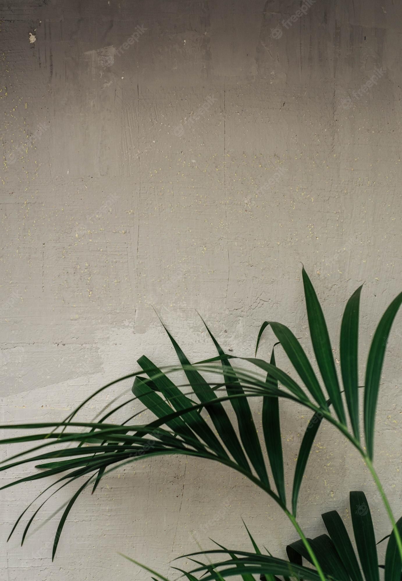 A palm leaf in front of a concrete wall - Plants