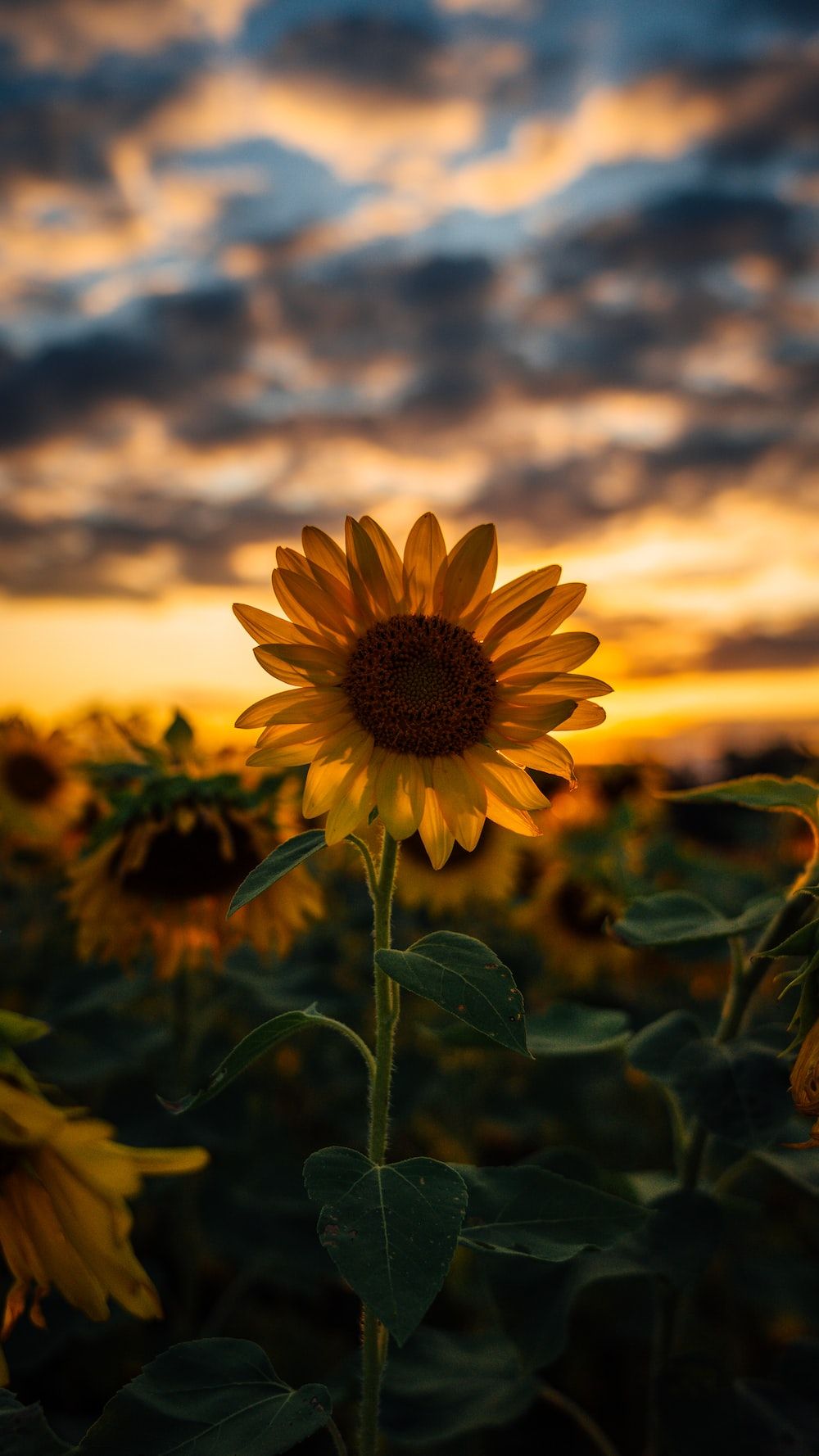 A sunflower stands tall in a field at sunset. - Sunflower