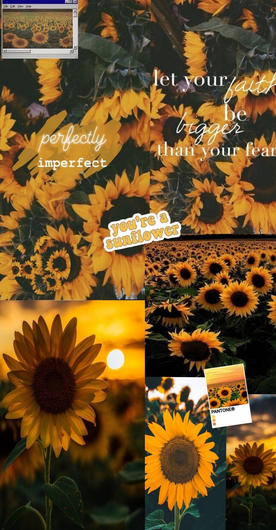 Aesthetic sunflower wallpaper for phone or desktop. - Sunflower