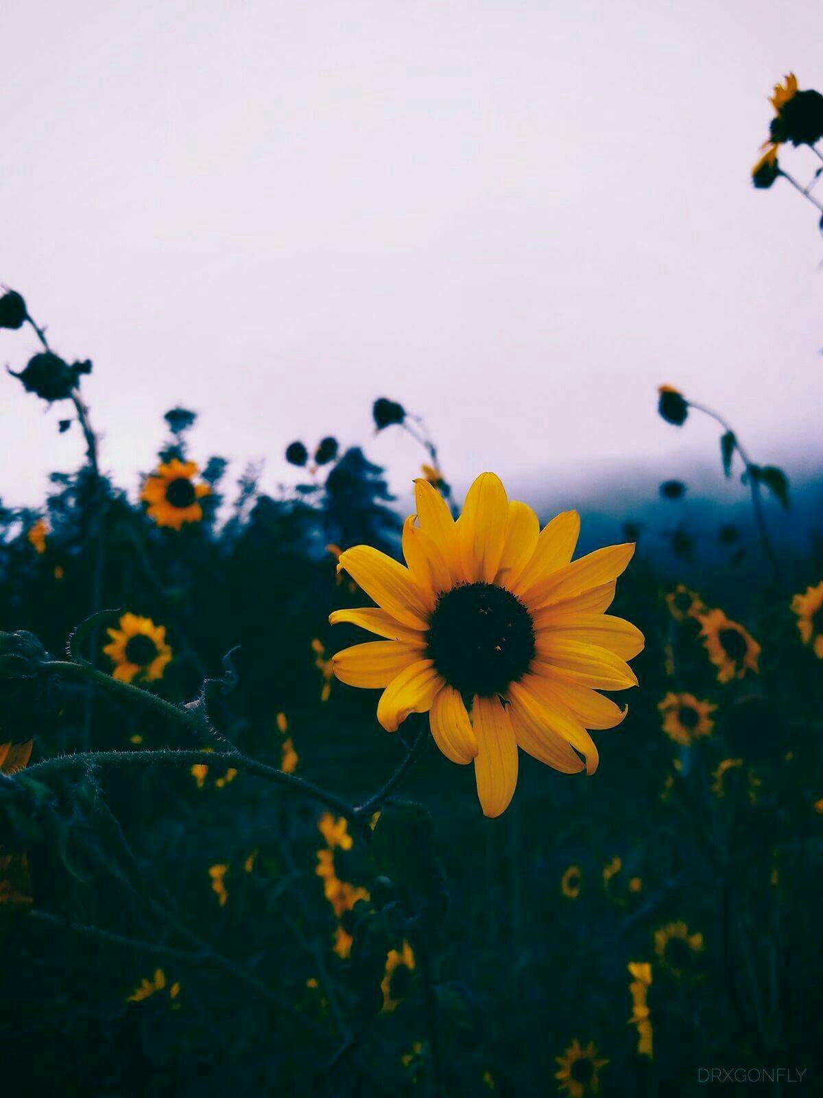 A sunflower in a field of sunflowers. - Sunflower