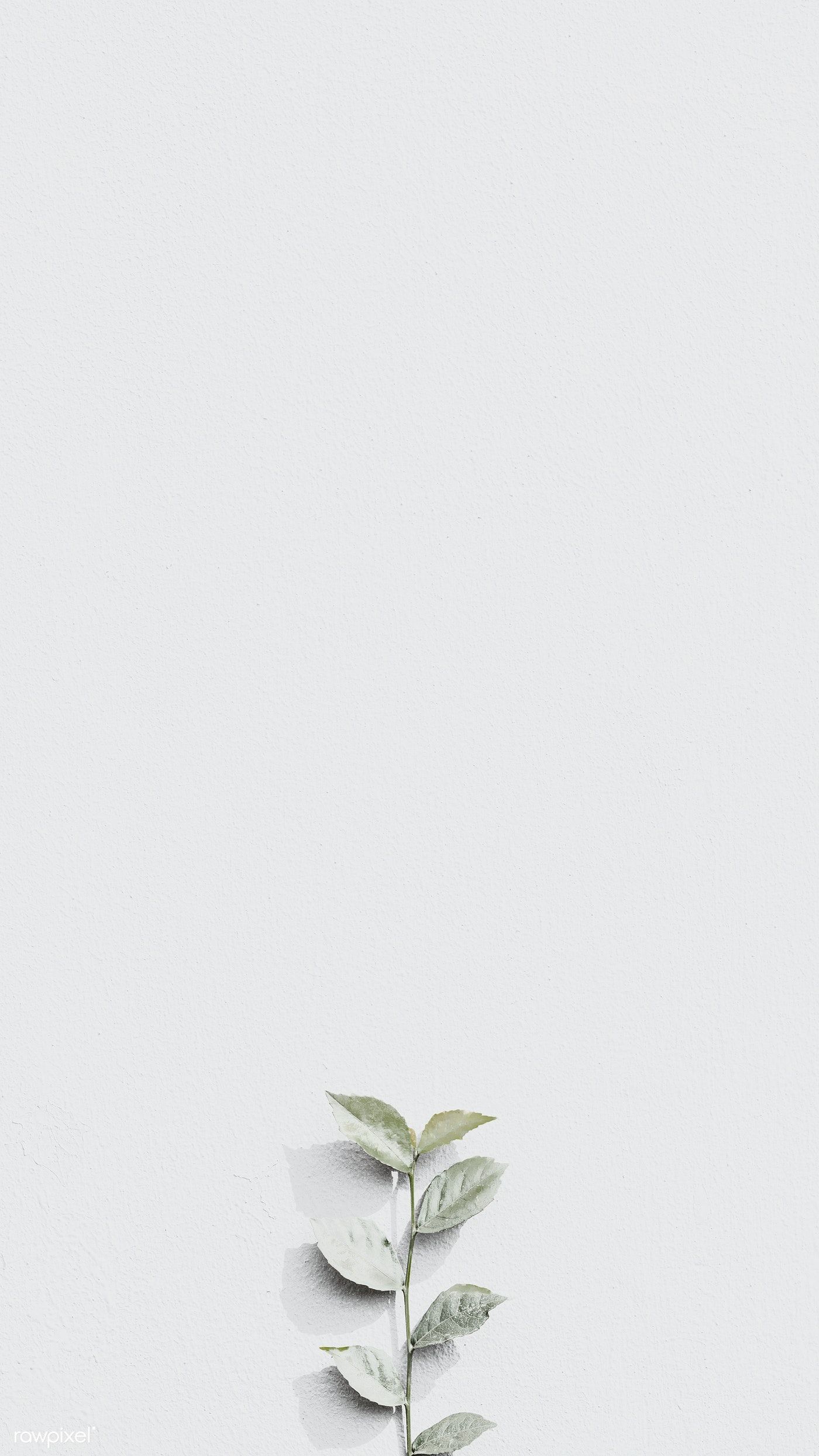 A small plant sitting on top of the ground - Gray